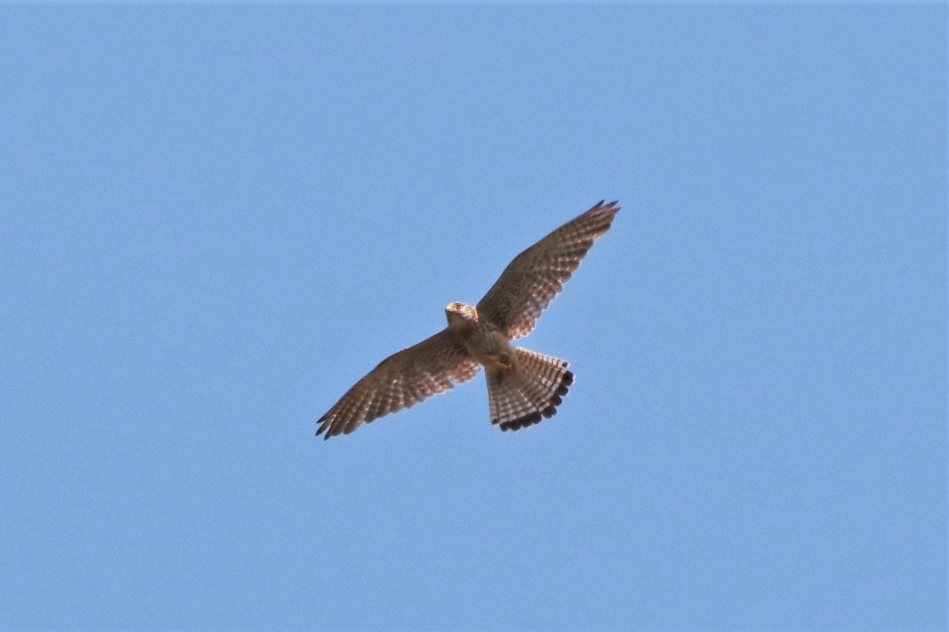 Kestrel