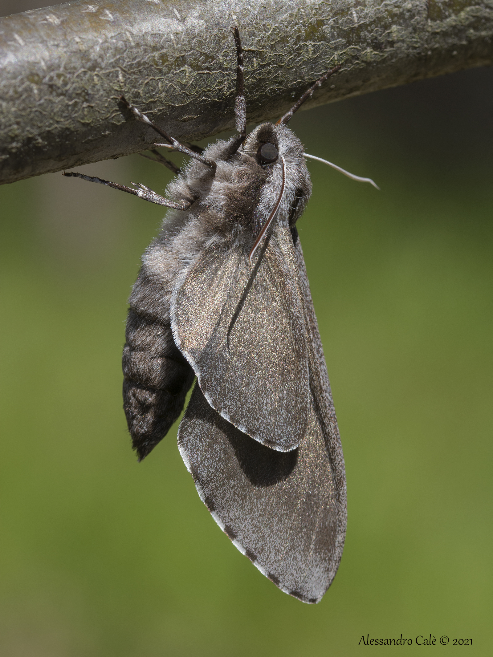 Sphinx pinastri (Pine Sphinx) 2305