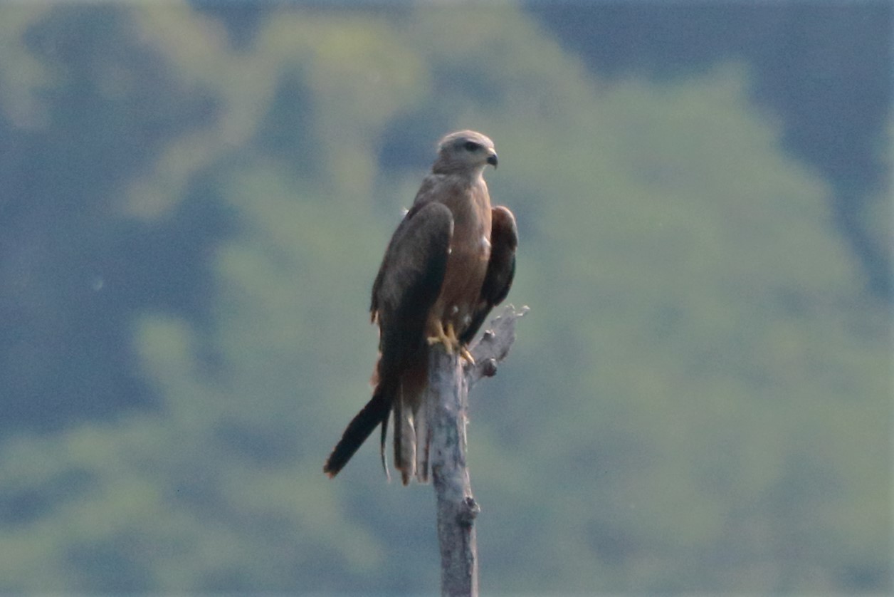 Brown kite perched