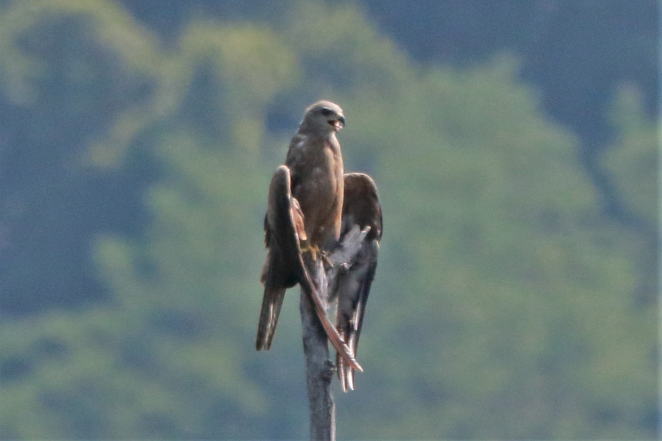 Brown kite perched