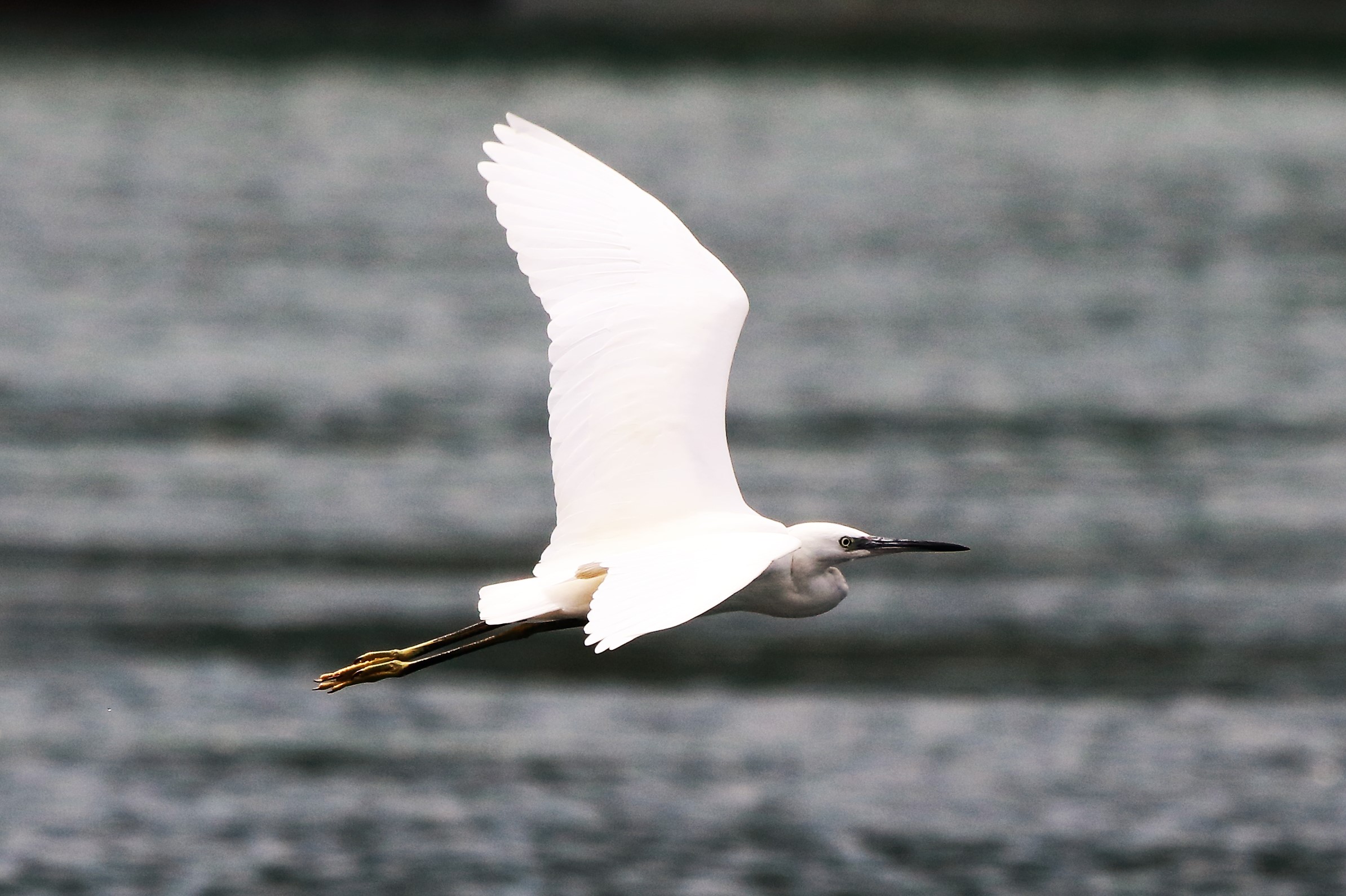 Egret