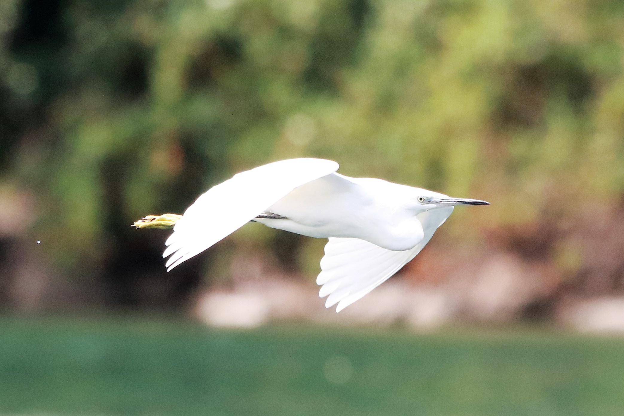 Egret