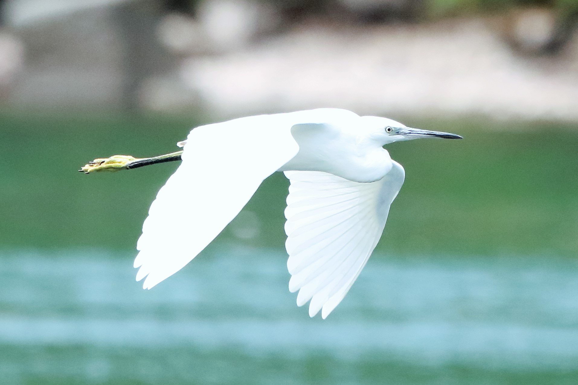 Egret