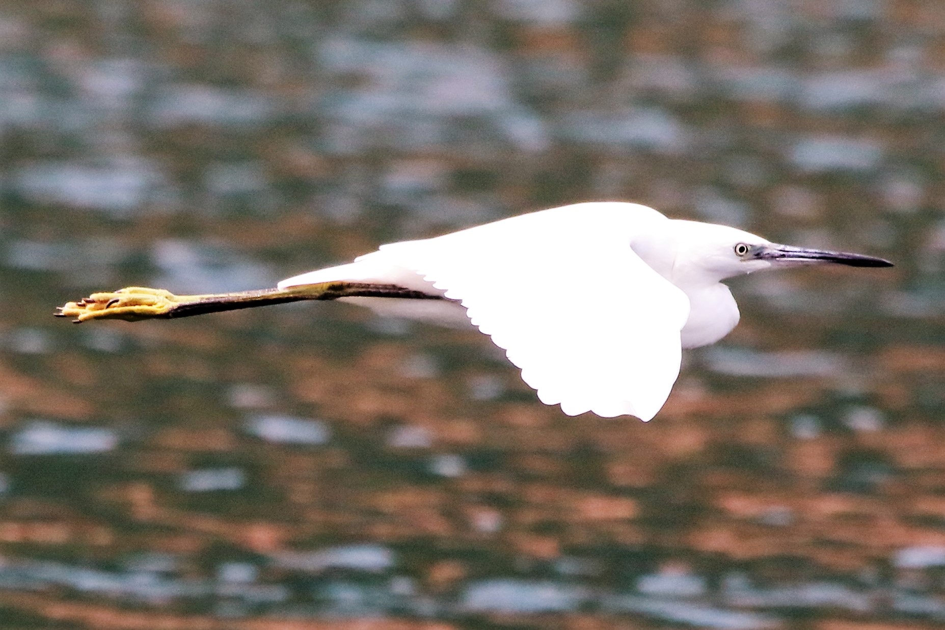 Egret