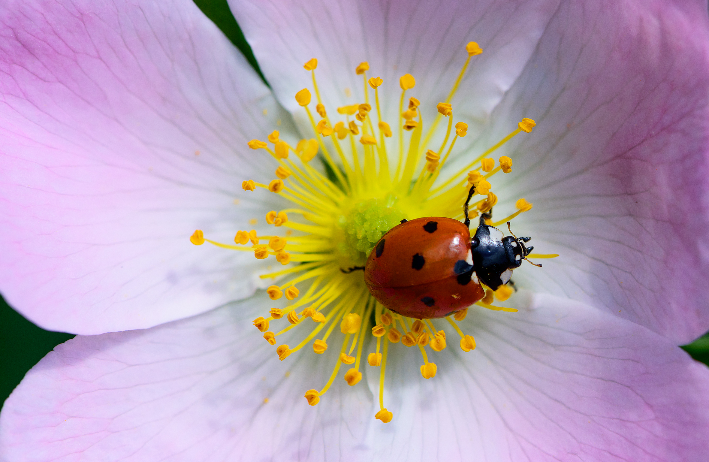 Coccinella su petali di rosa !