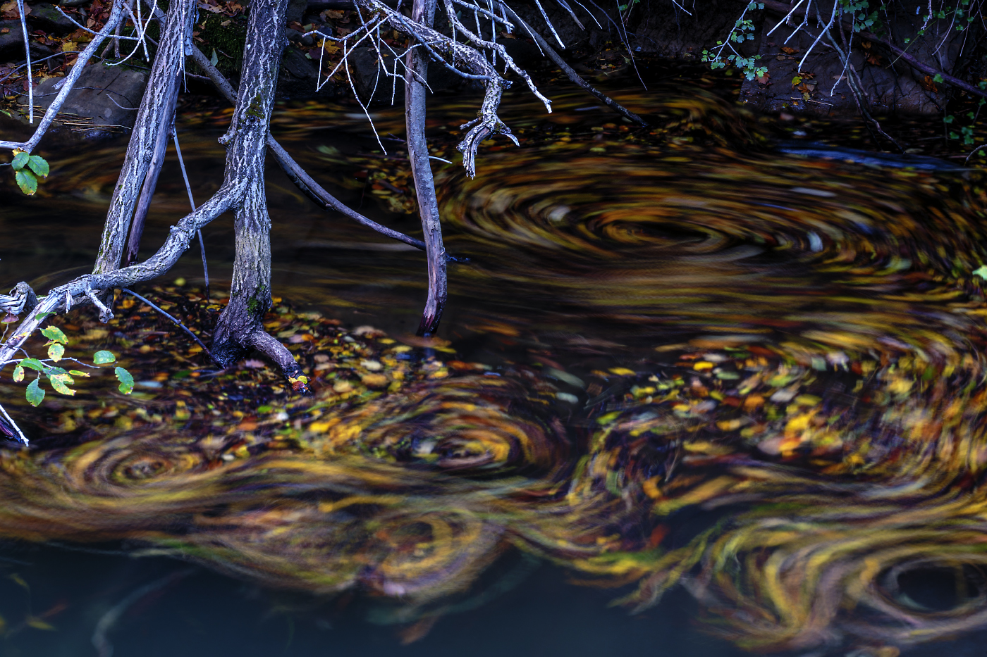 coriandoli d'autunno