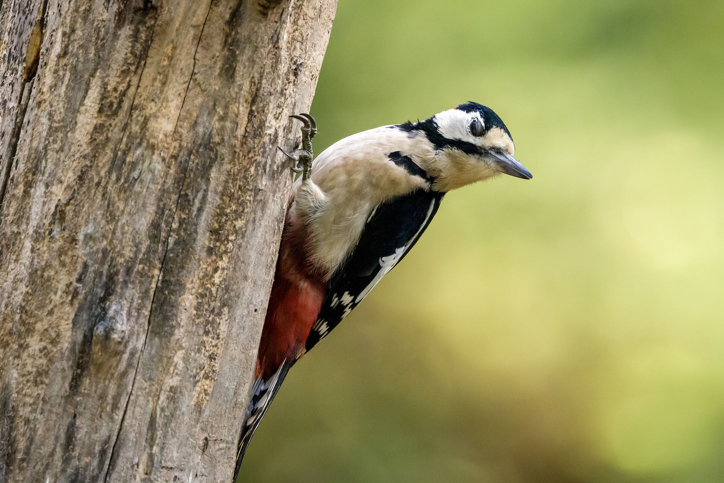 Major red woodpecker n.1