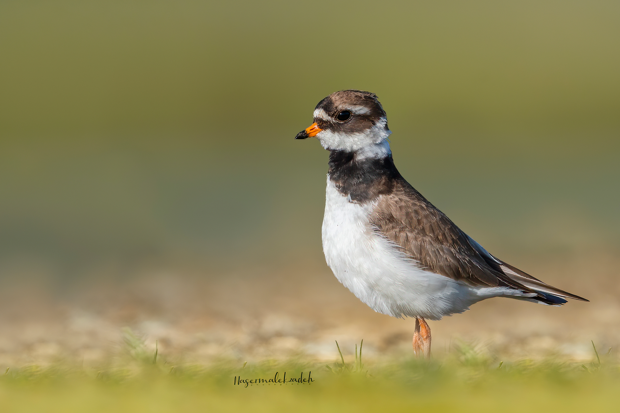Ringed plover