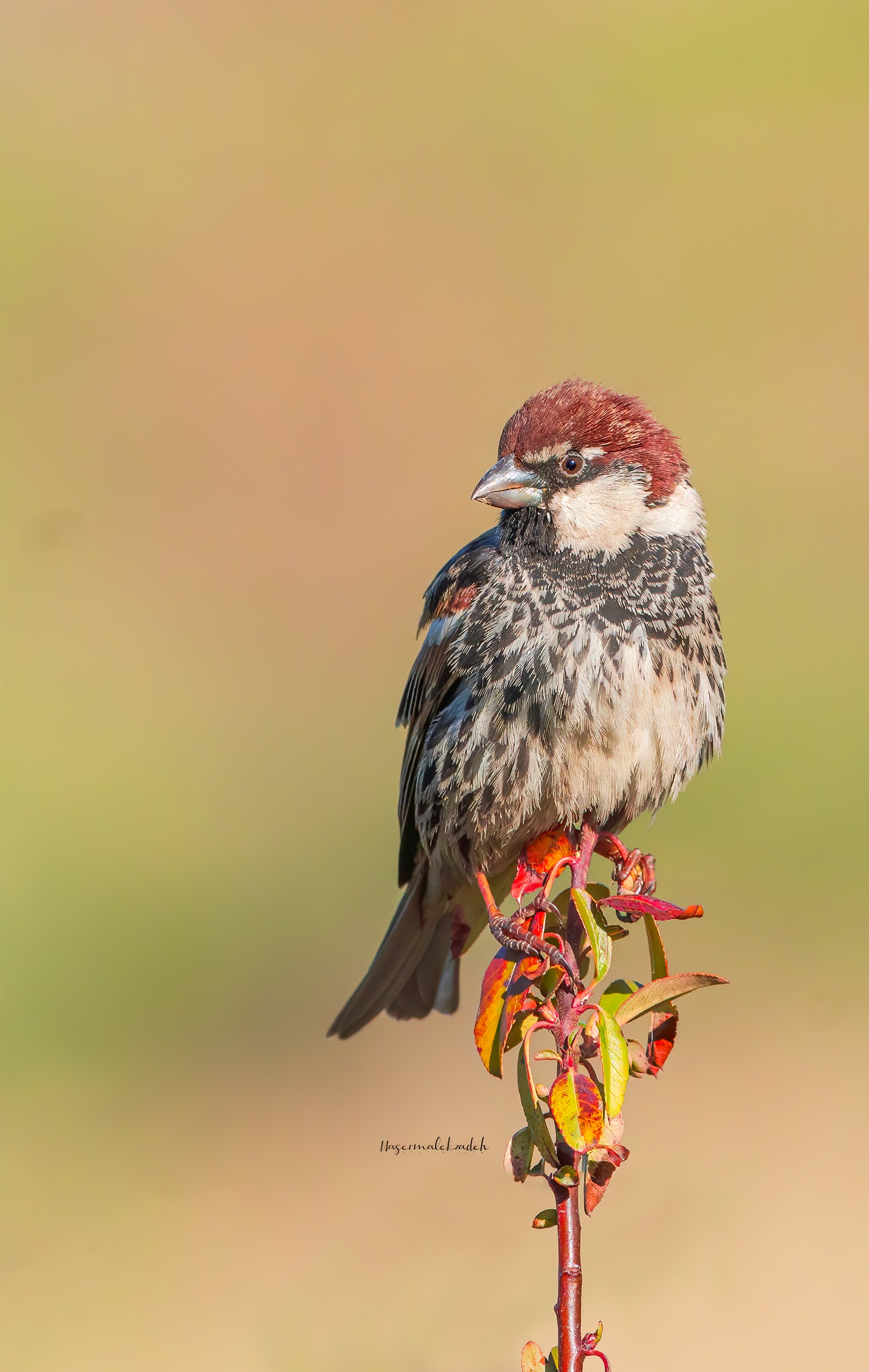 Spanish sparrow