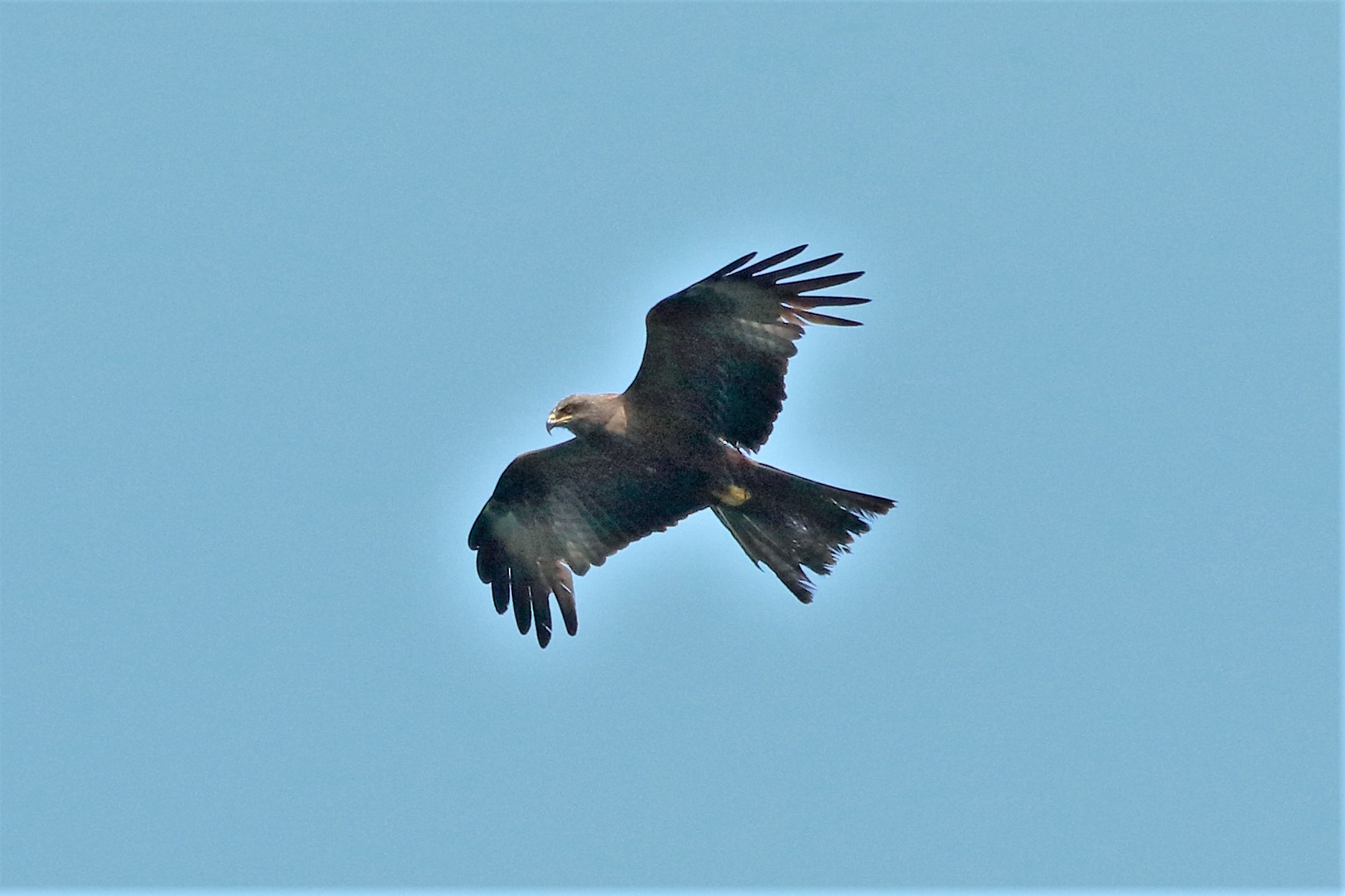 Black kite