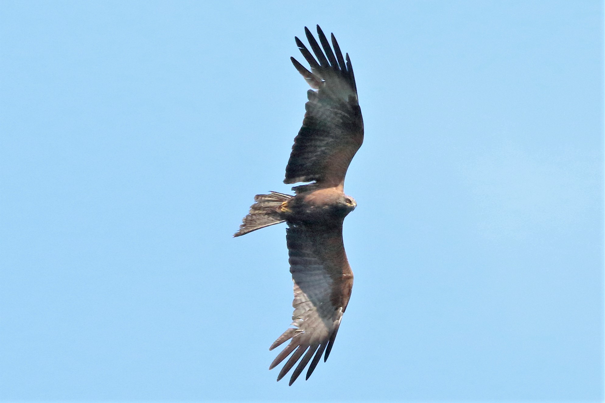 Black kite