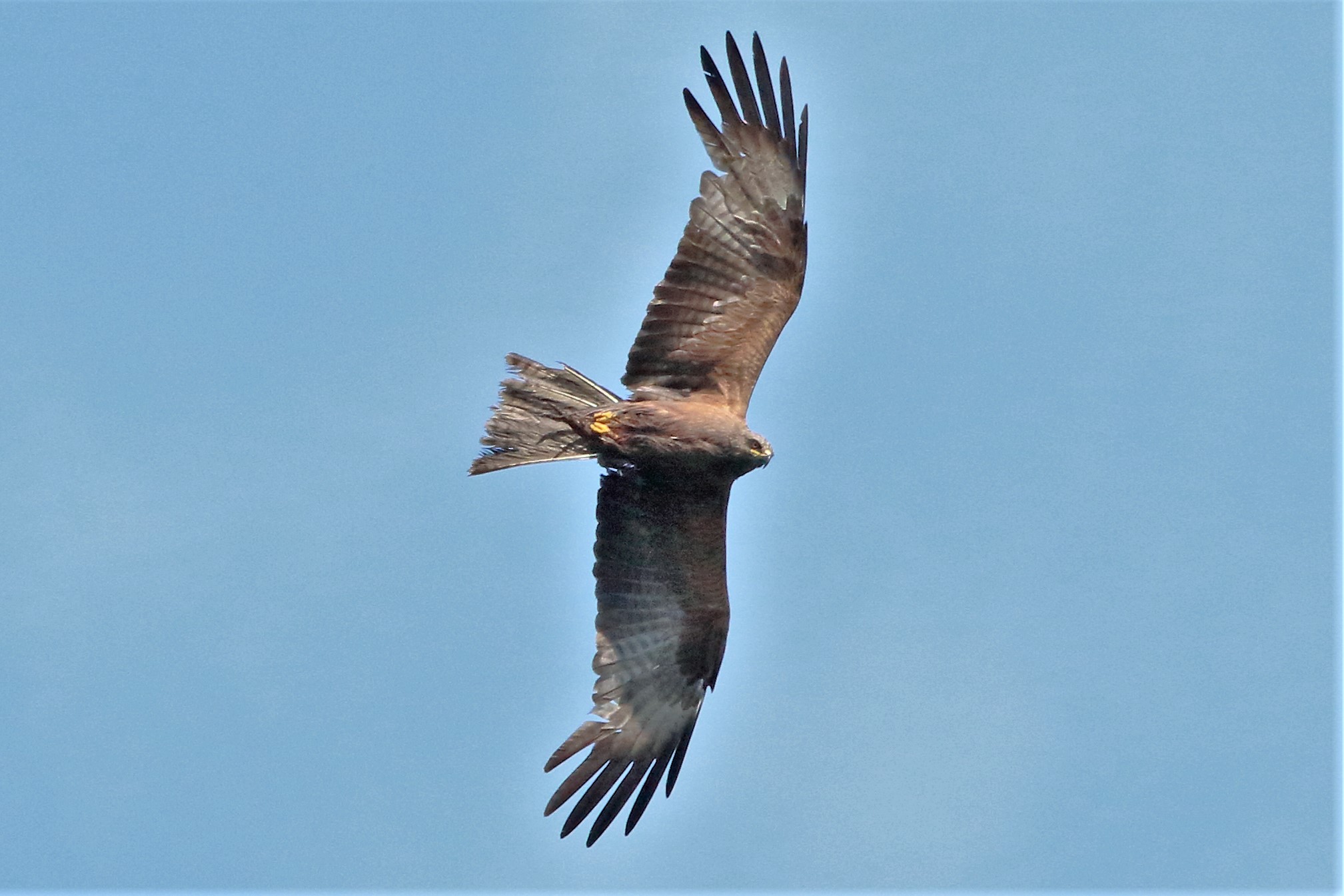 Black kite