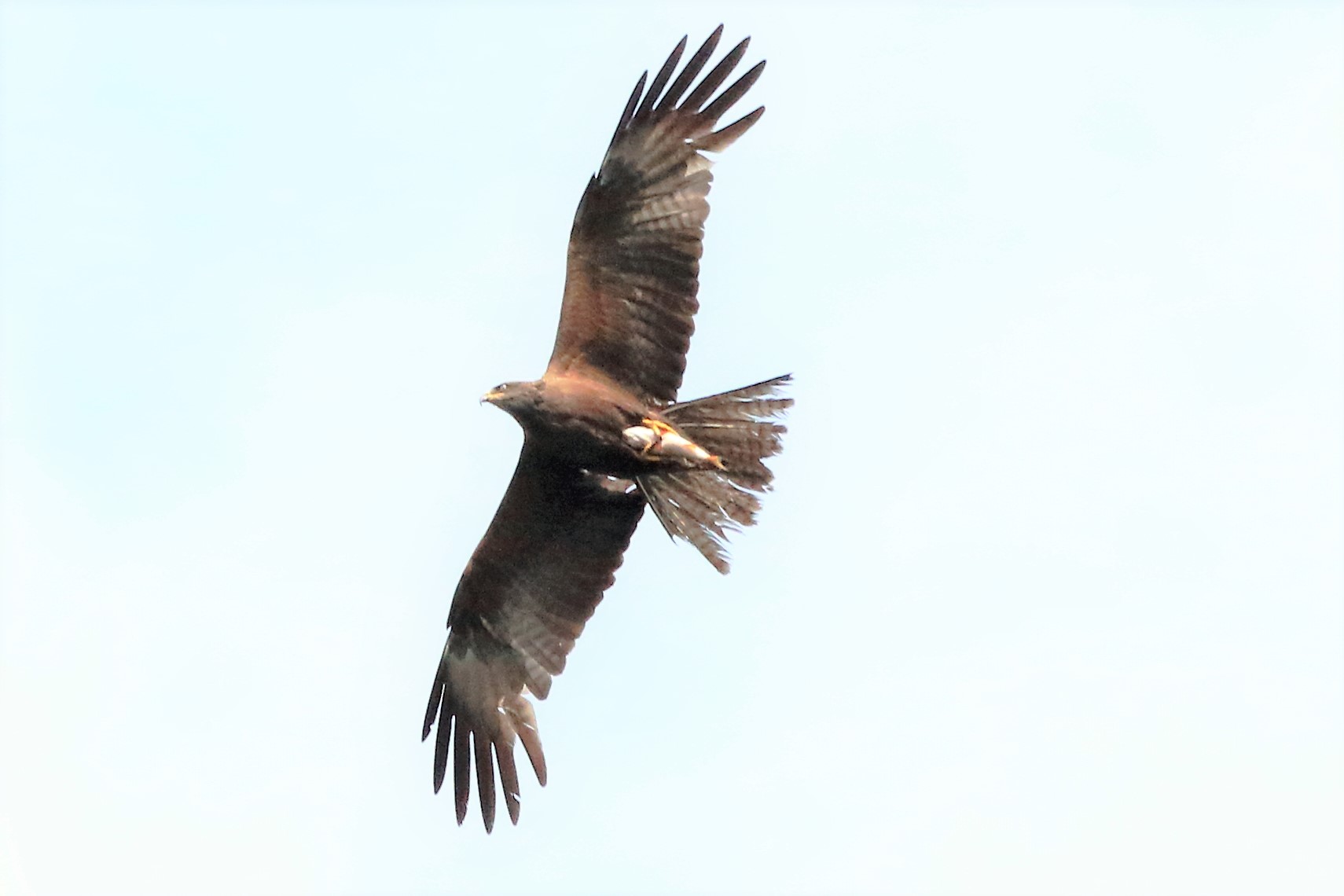 Black kite