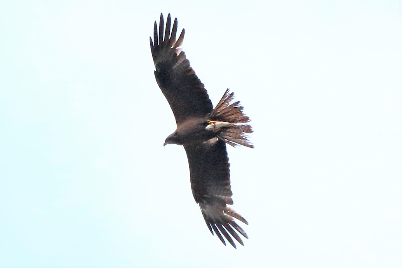 Black kite
