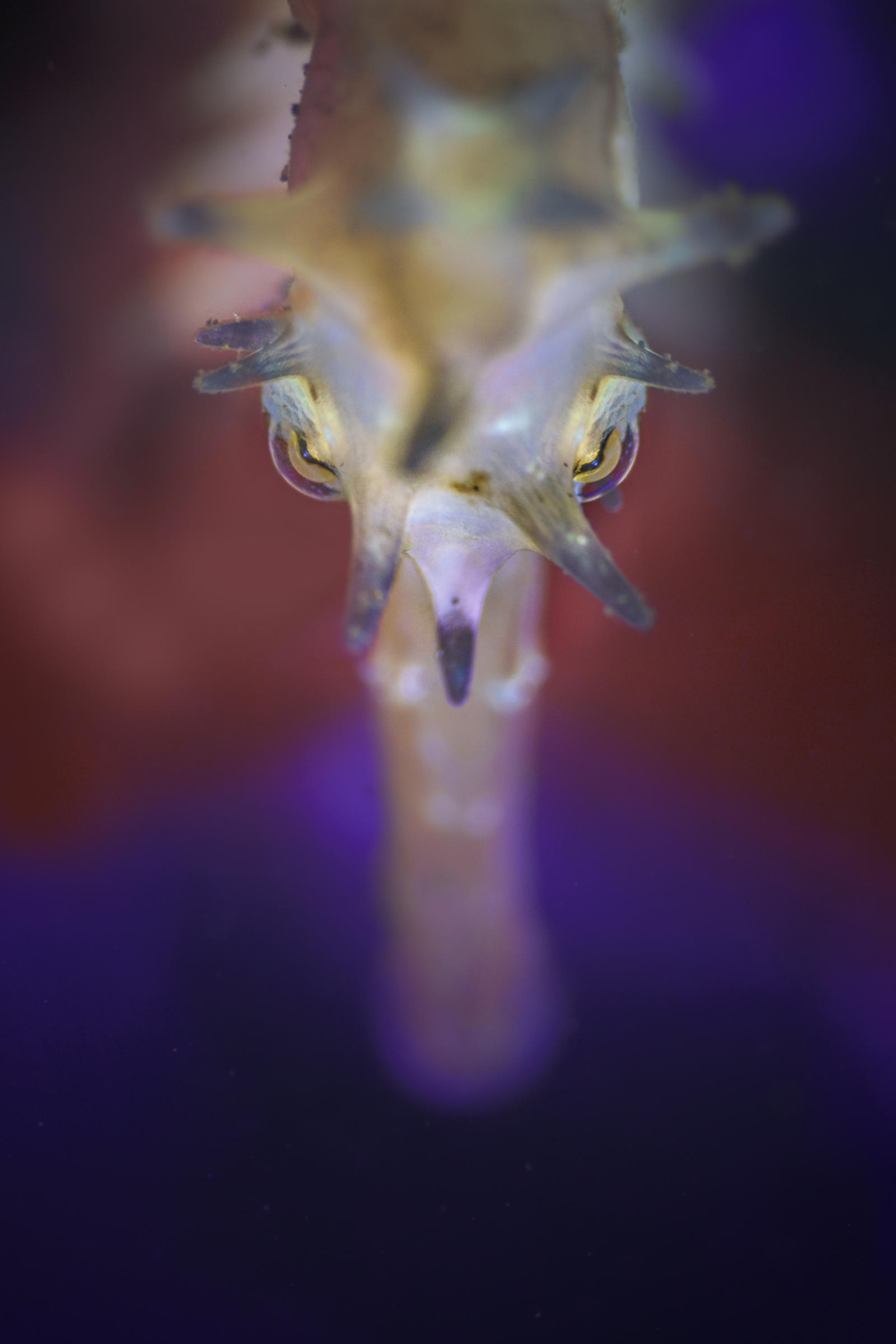 porcupine seahorse looks