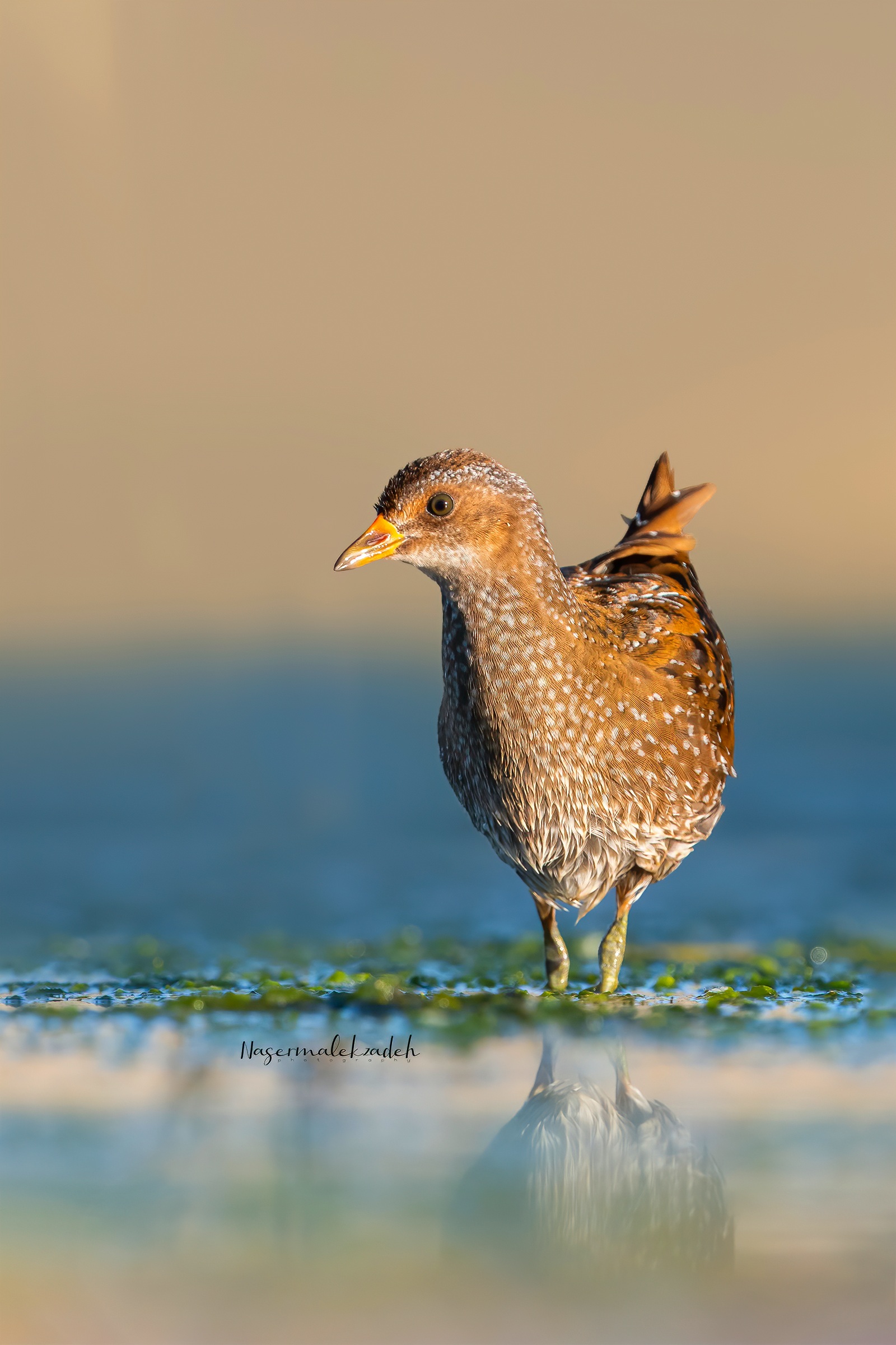 Spotted crake