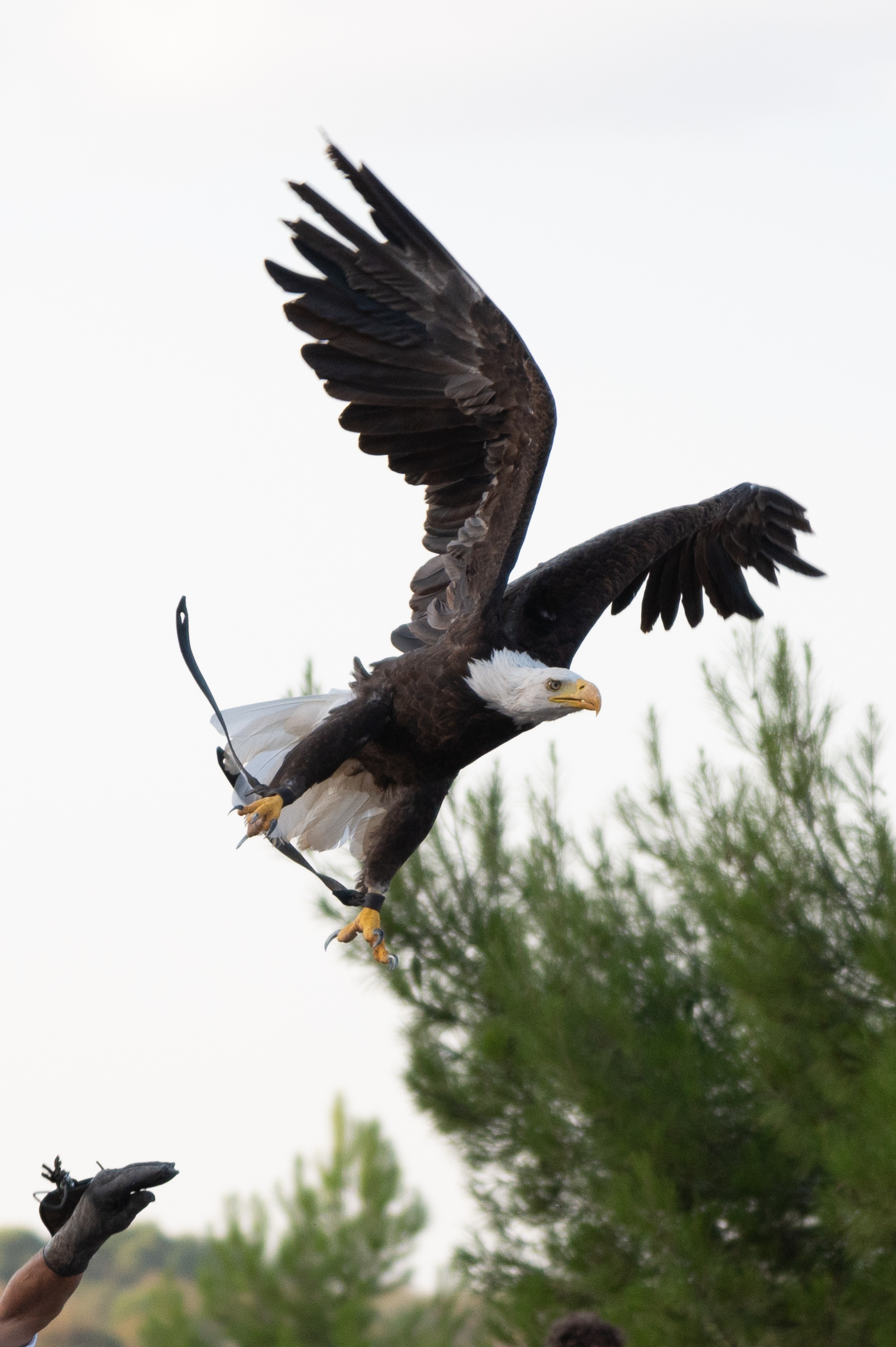 American eagle