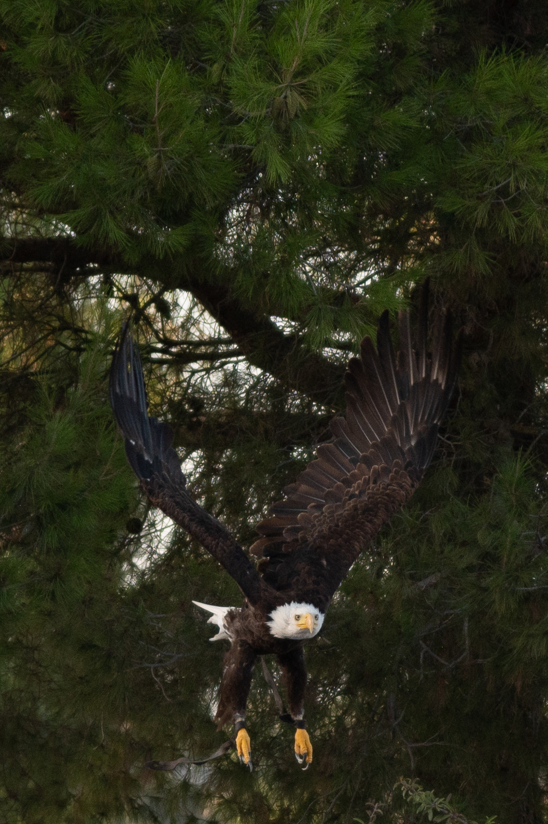Eagle in flight