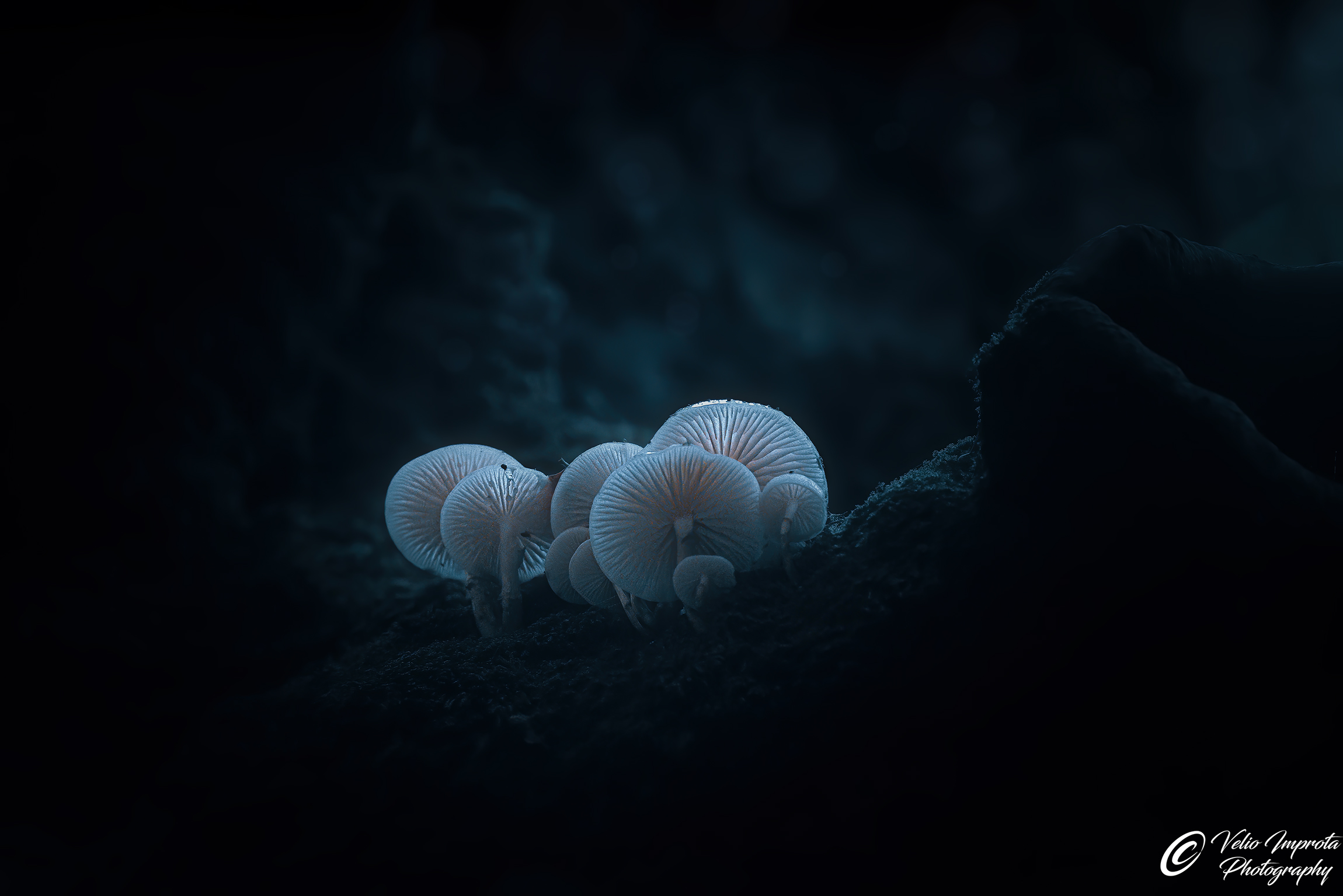 Small blue parasites