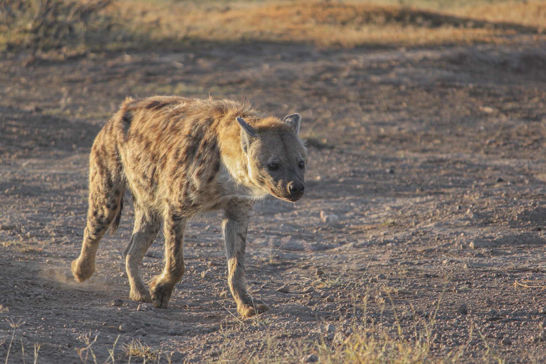 Hyena ridens
