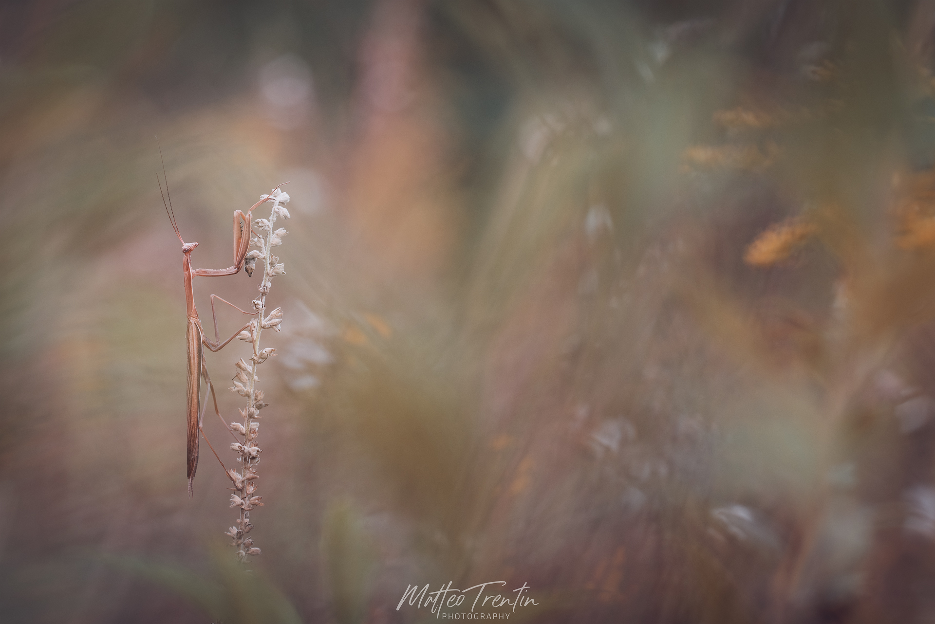 MANTIS in the magic garden