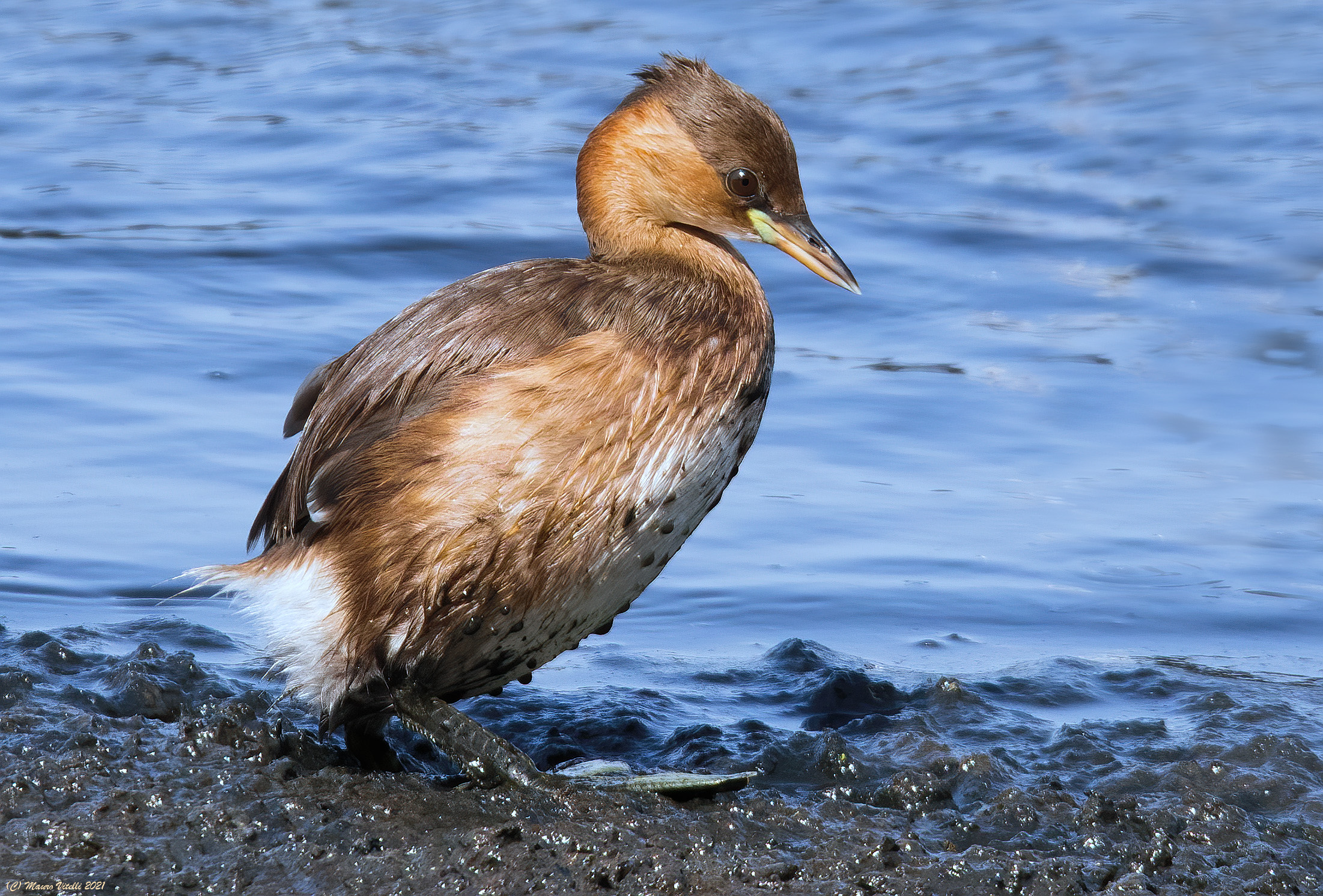 Dip (Tachybaptus ruficollis)