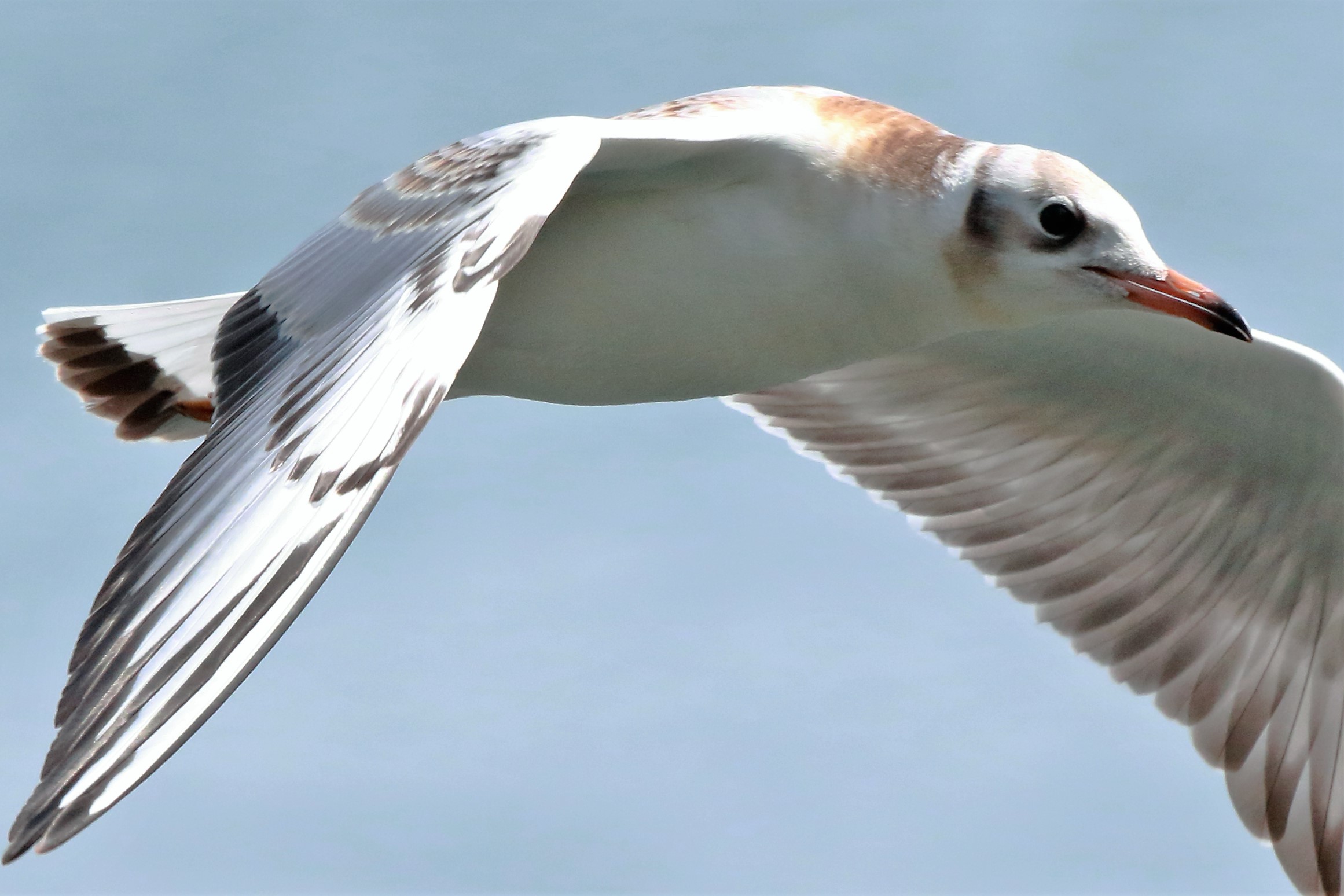 Terrestrial seagull portrait