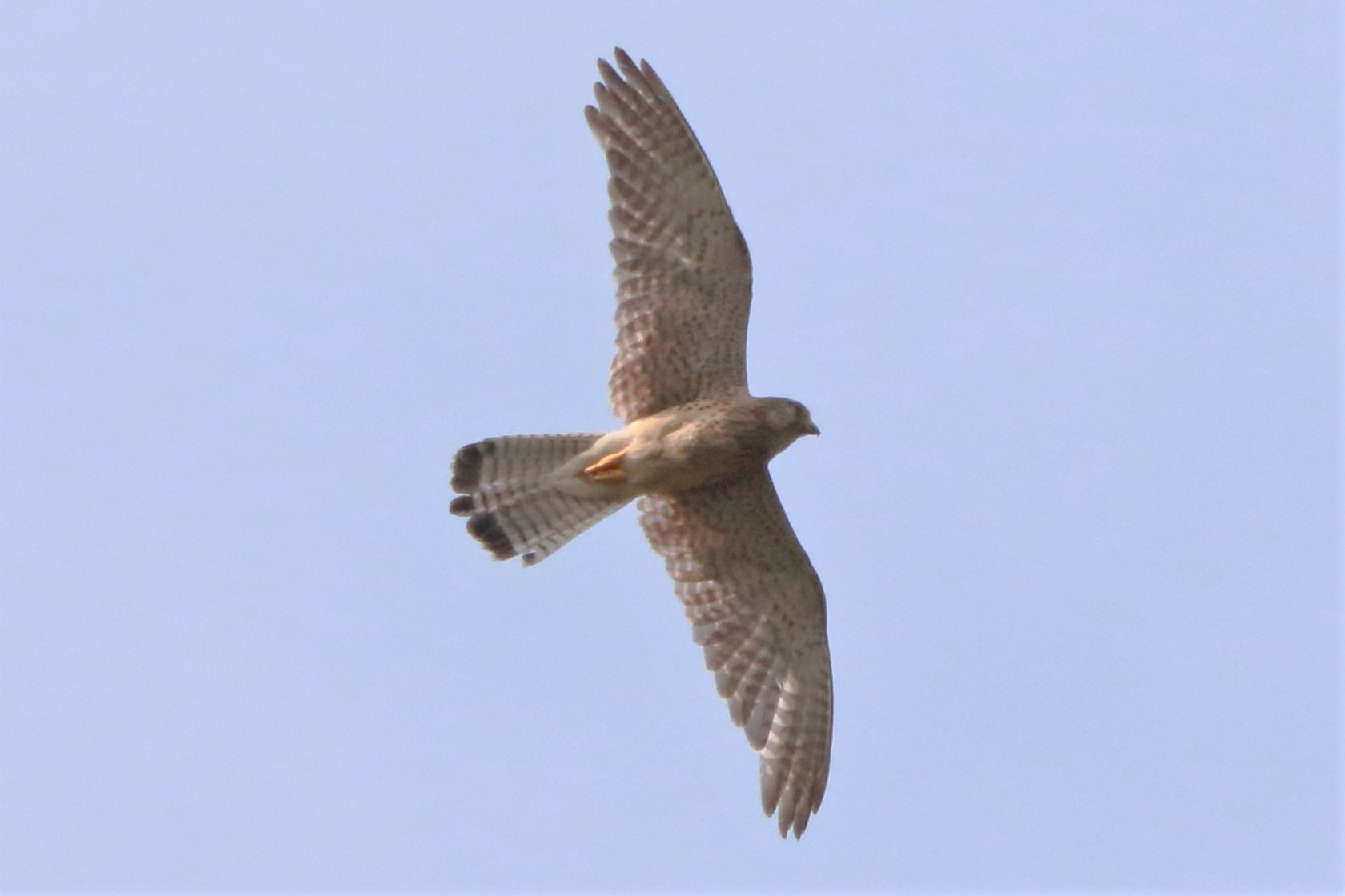 Kestrel