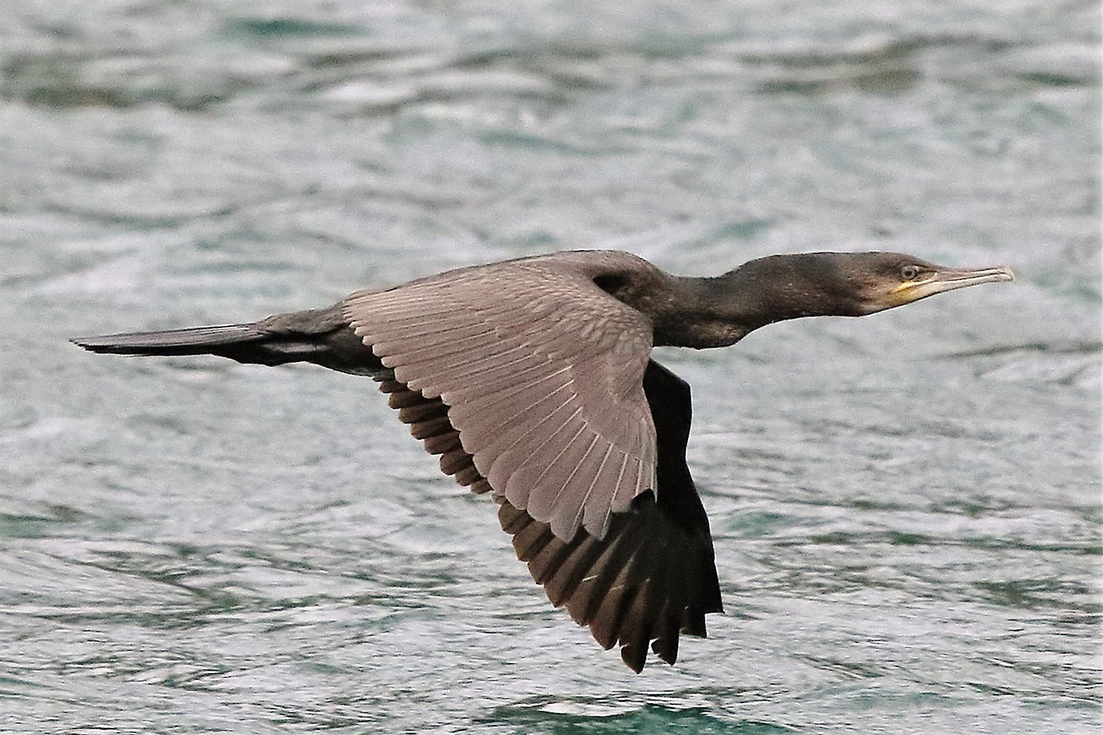 cormorant