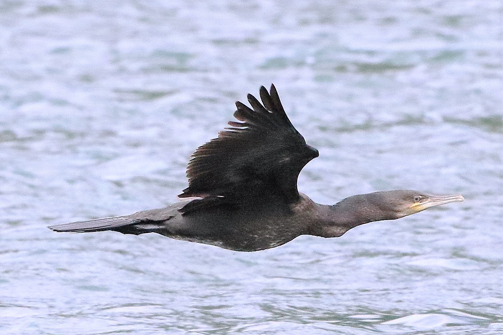 cormorant