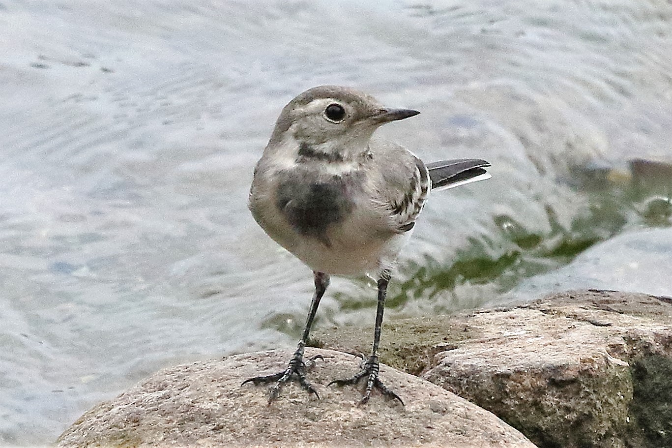 White wagtail