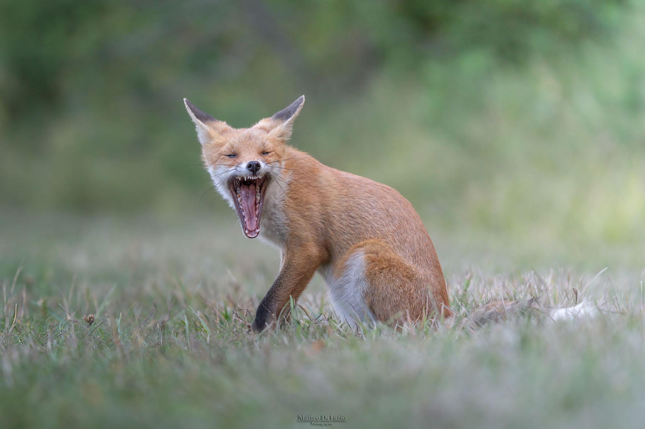 fox sneering