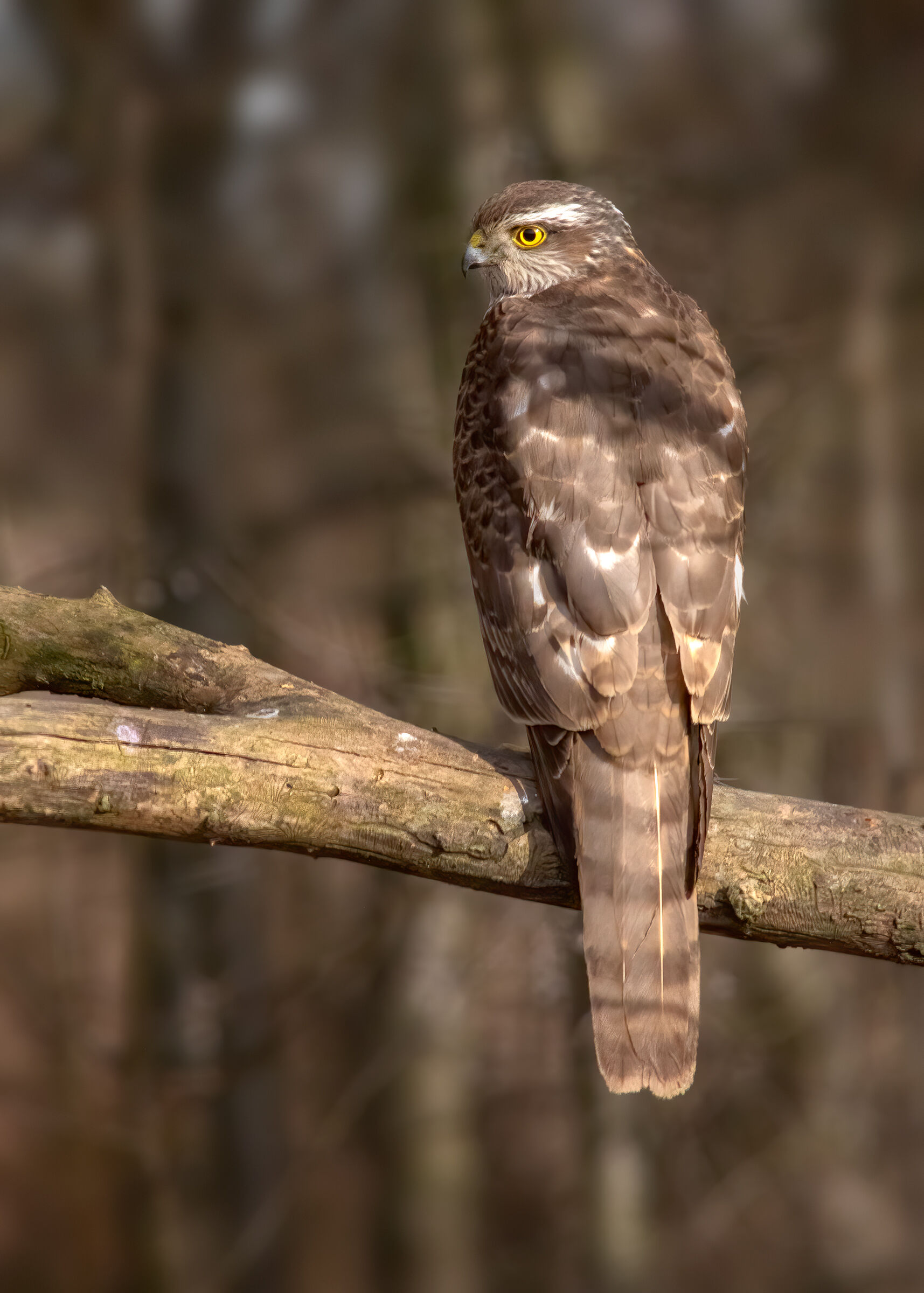 Sparviere (Accipiter nisus) wild @ pianura parmense.