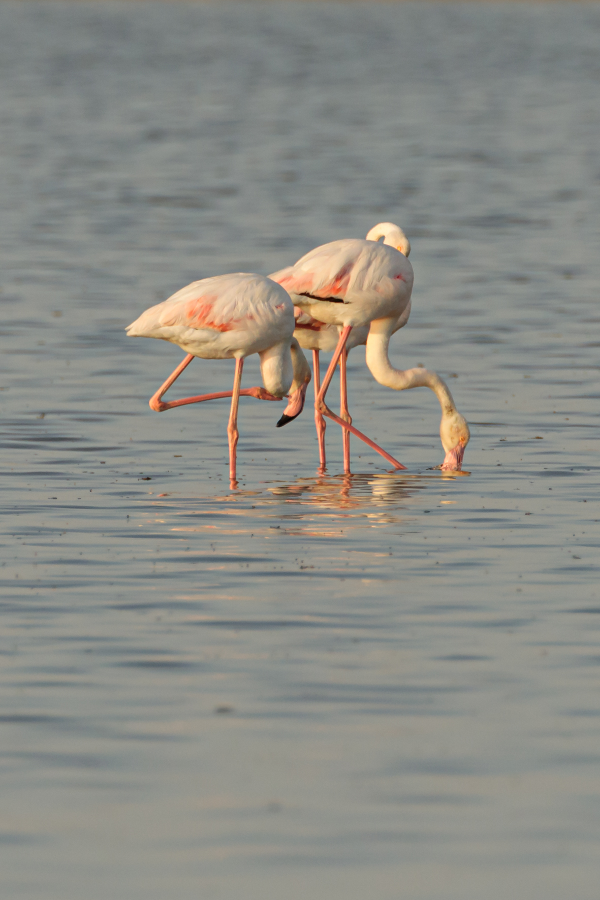 Flamingoes