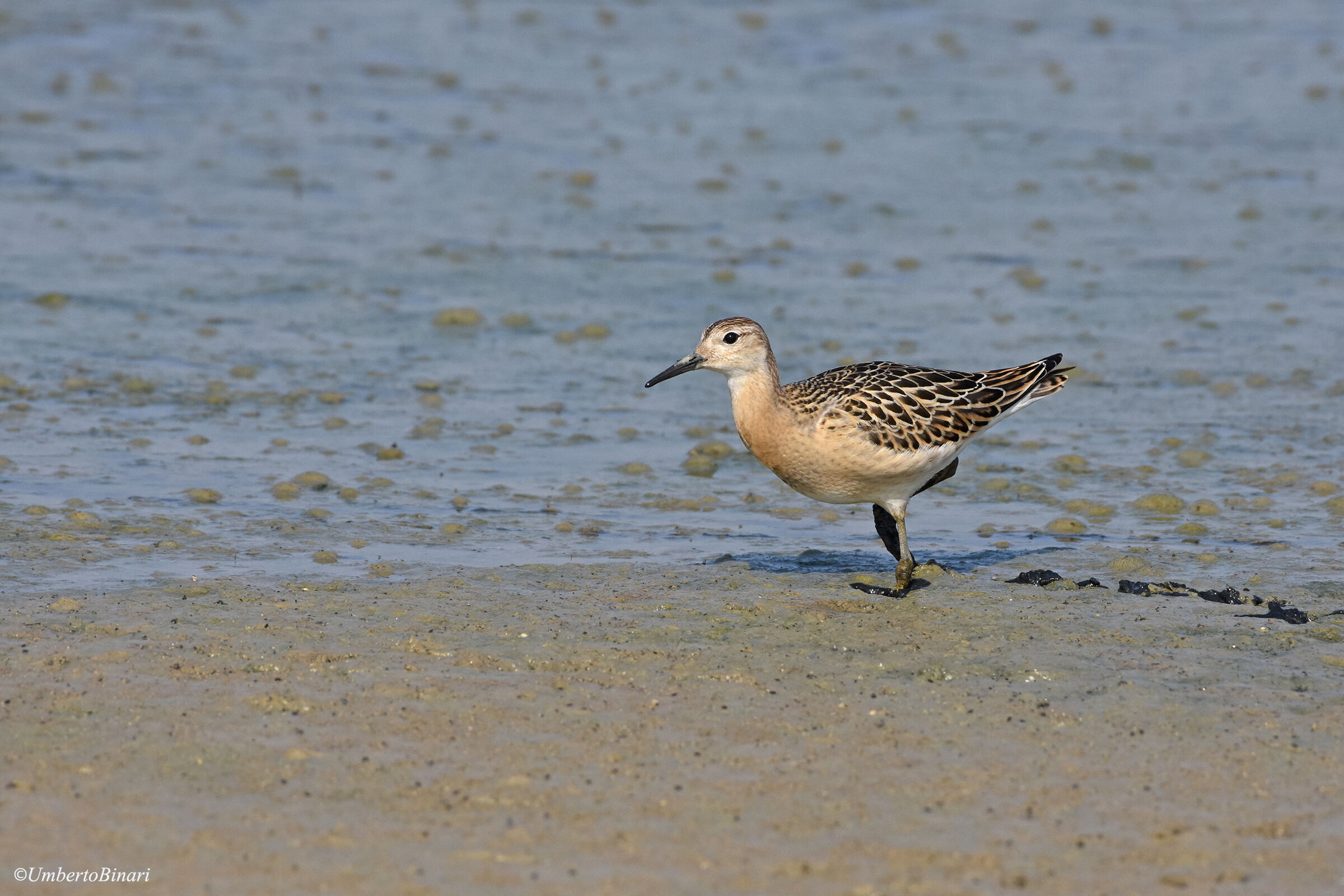 Fighter (Calidris pugnax) Ruff