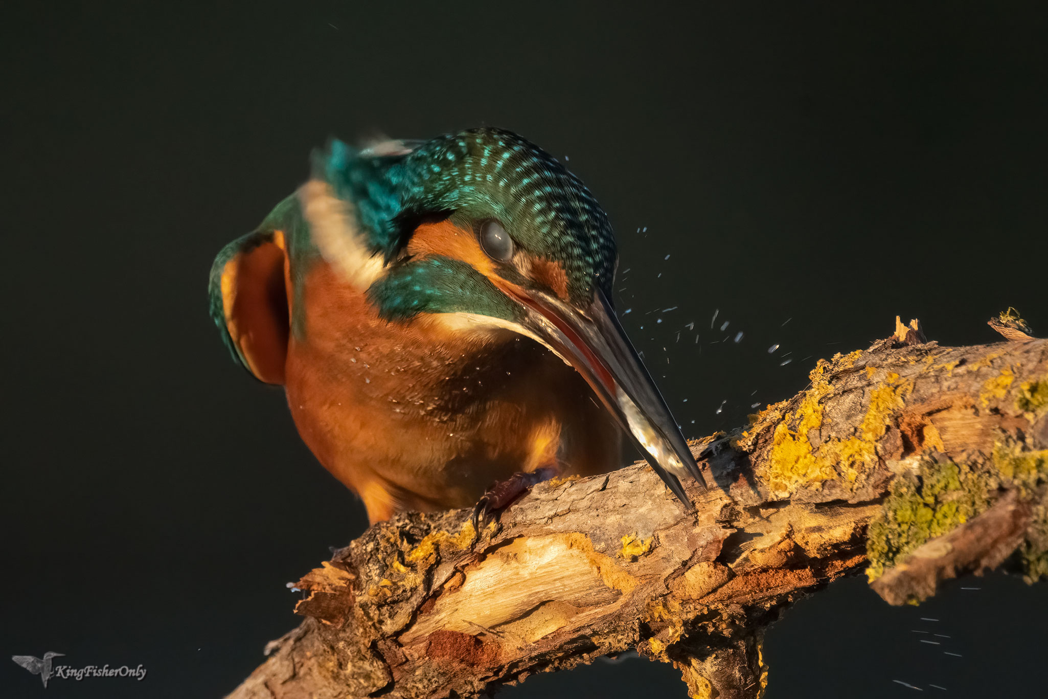 Kingfisher