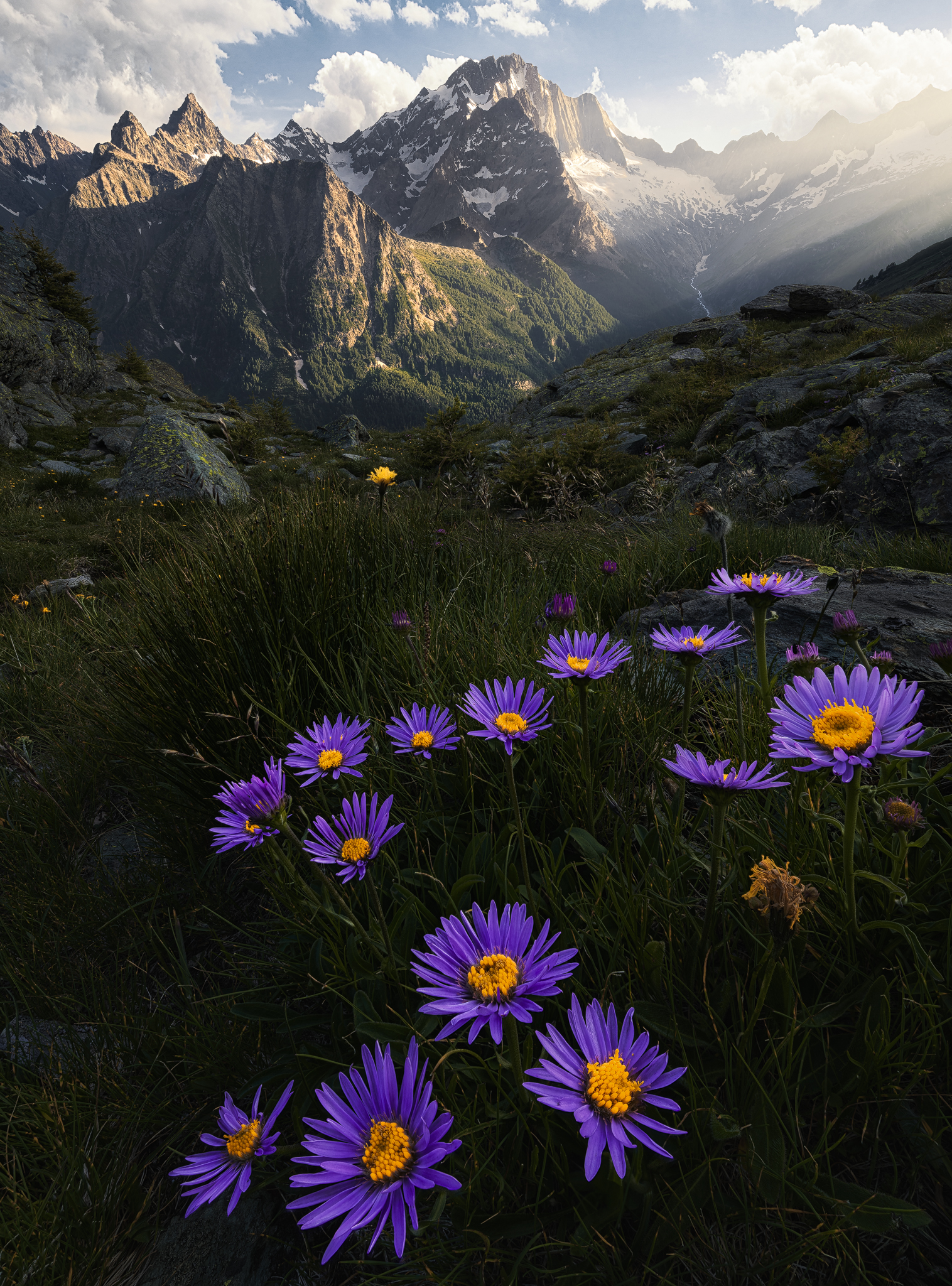 Aster Alpinus
