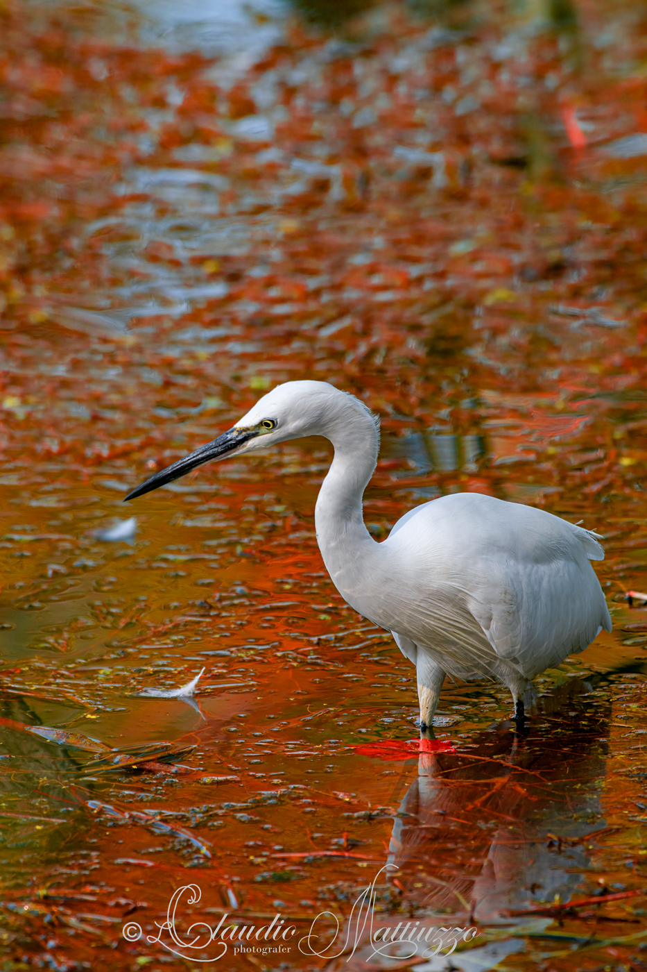 Egret