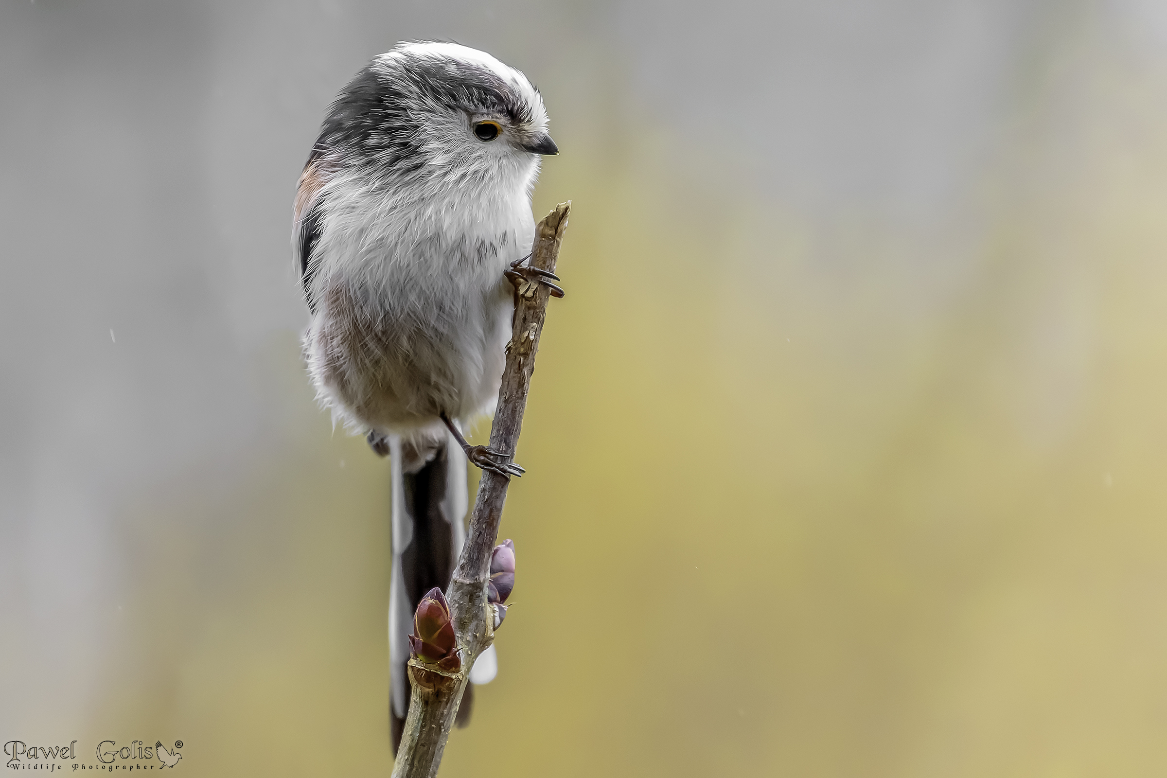 Bushtit dalla coda lunga (Aegithalos caudatus)