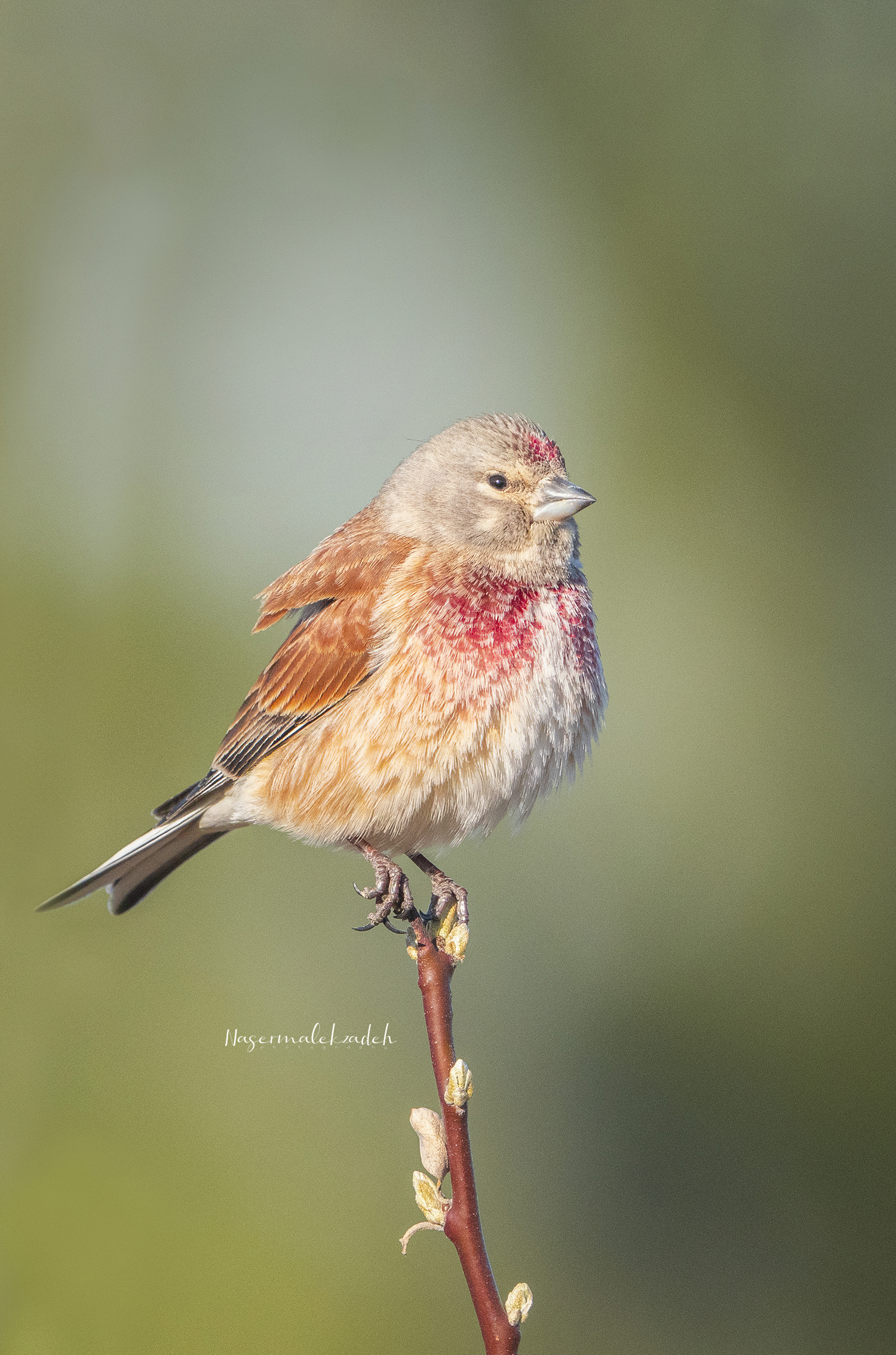 Linnet