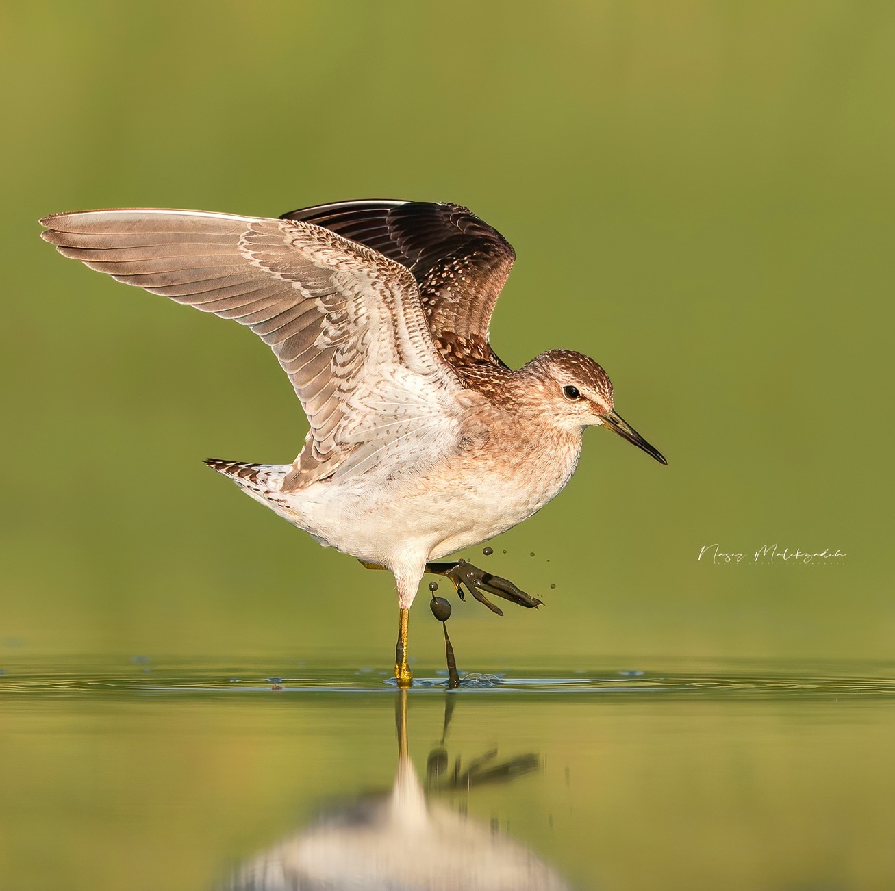 Wood sand piper
