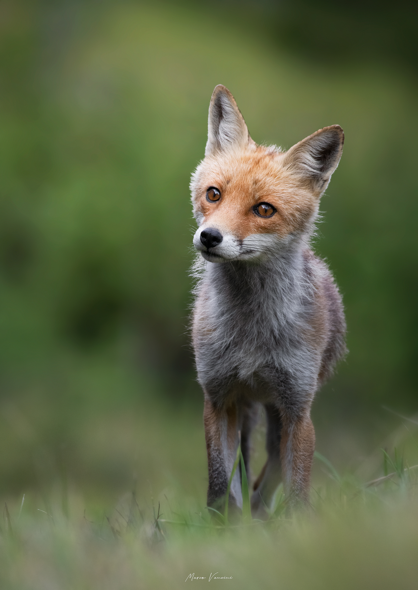 Gli occhi della volpe