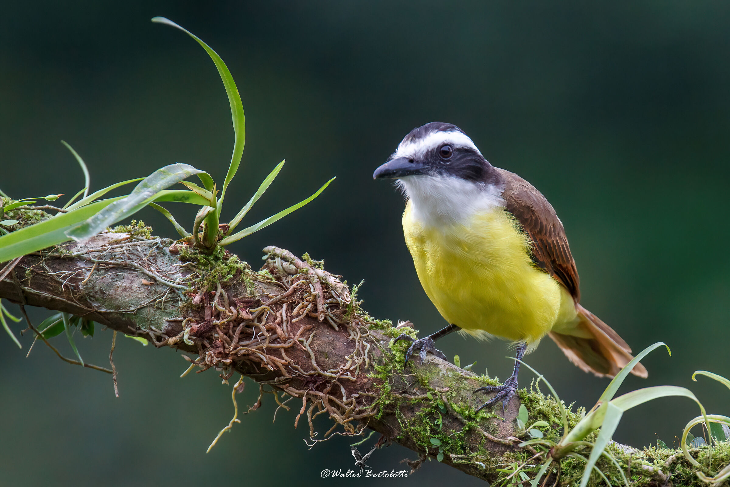 Pitangus sulphuratus