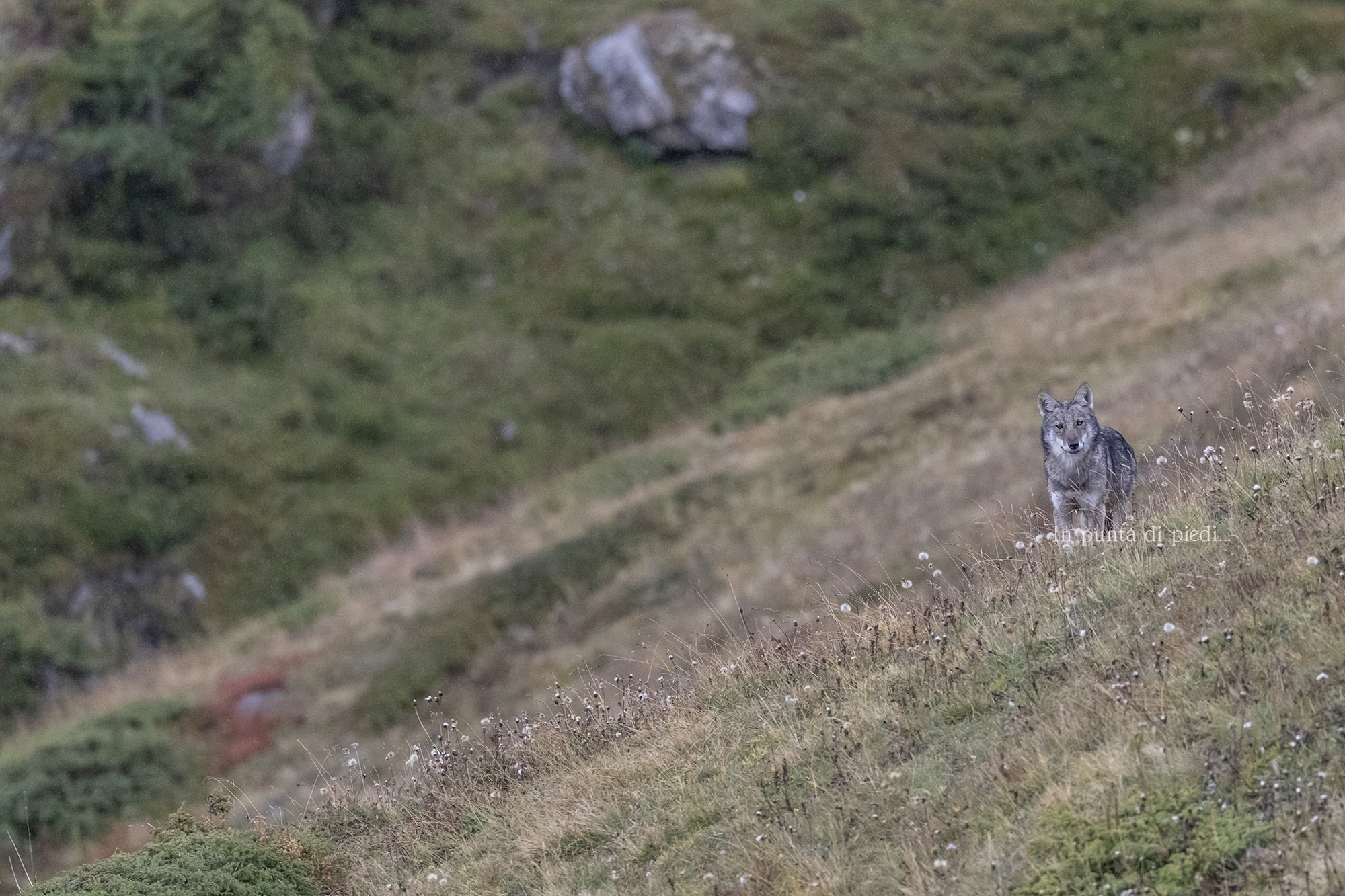 un vis à vis - con fratello Lupo - incredibile!