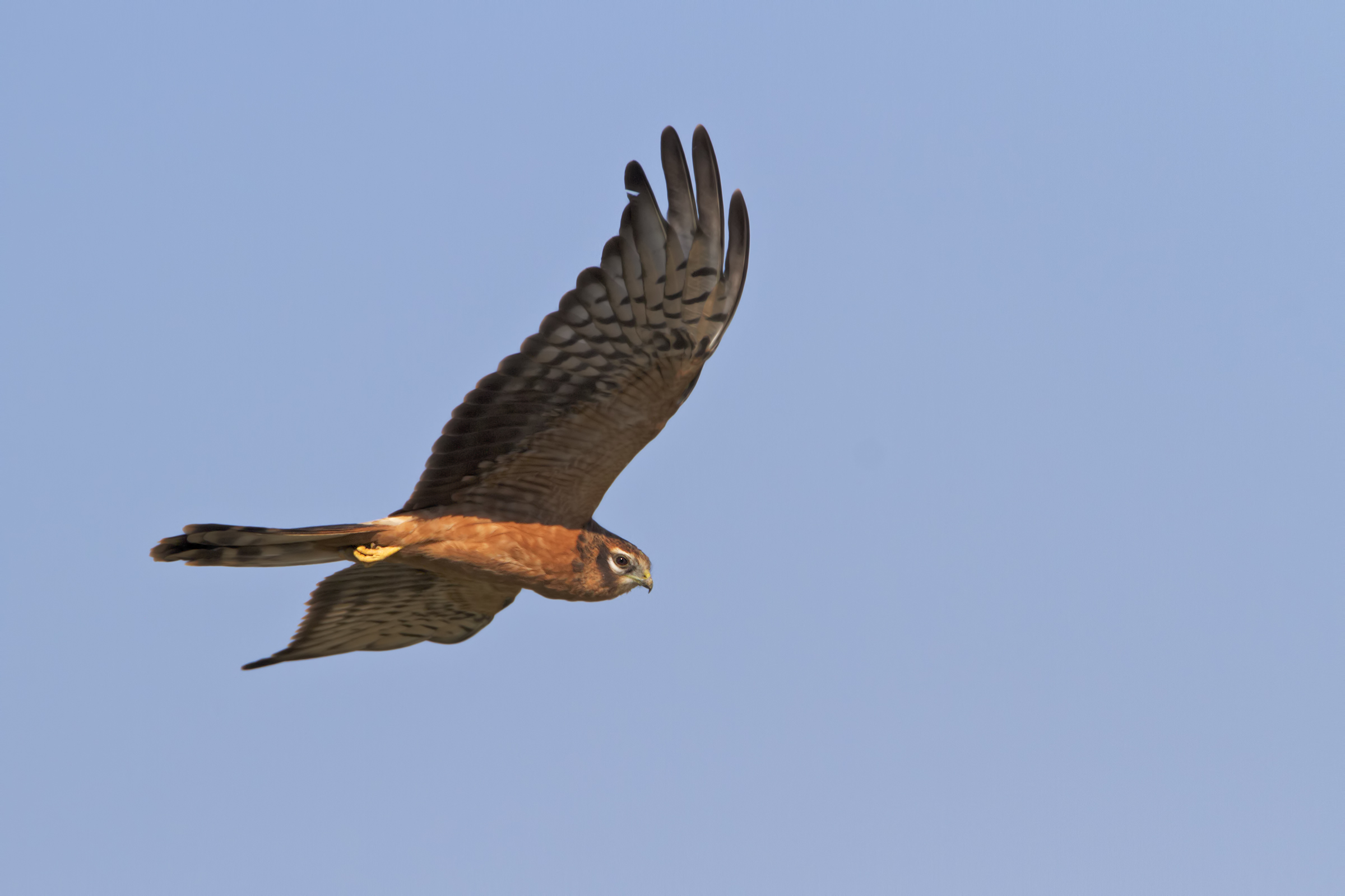 Albanella minore Juv.
