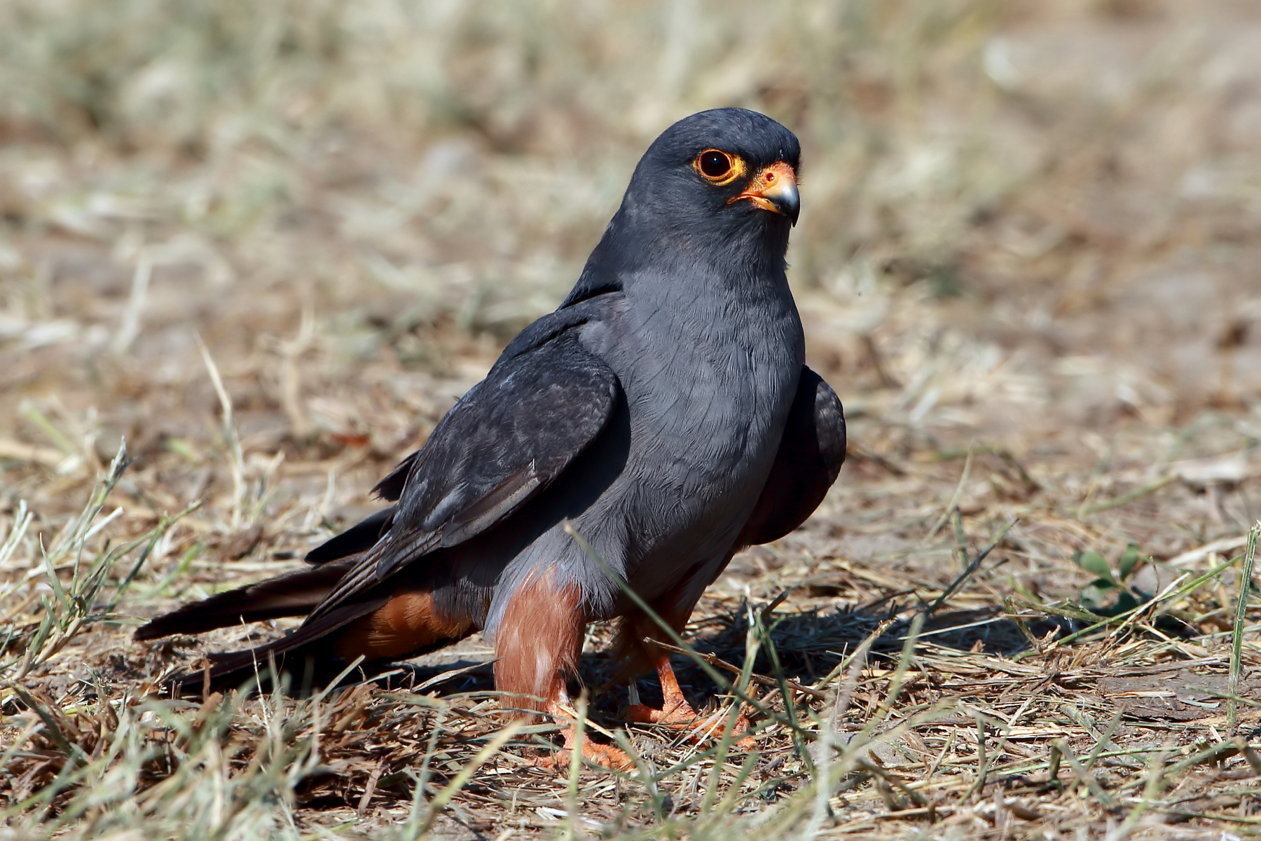 Cuckoo Falcon (adult boy).