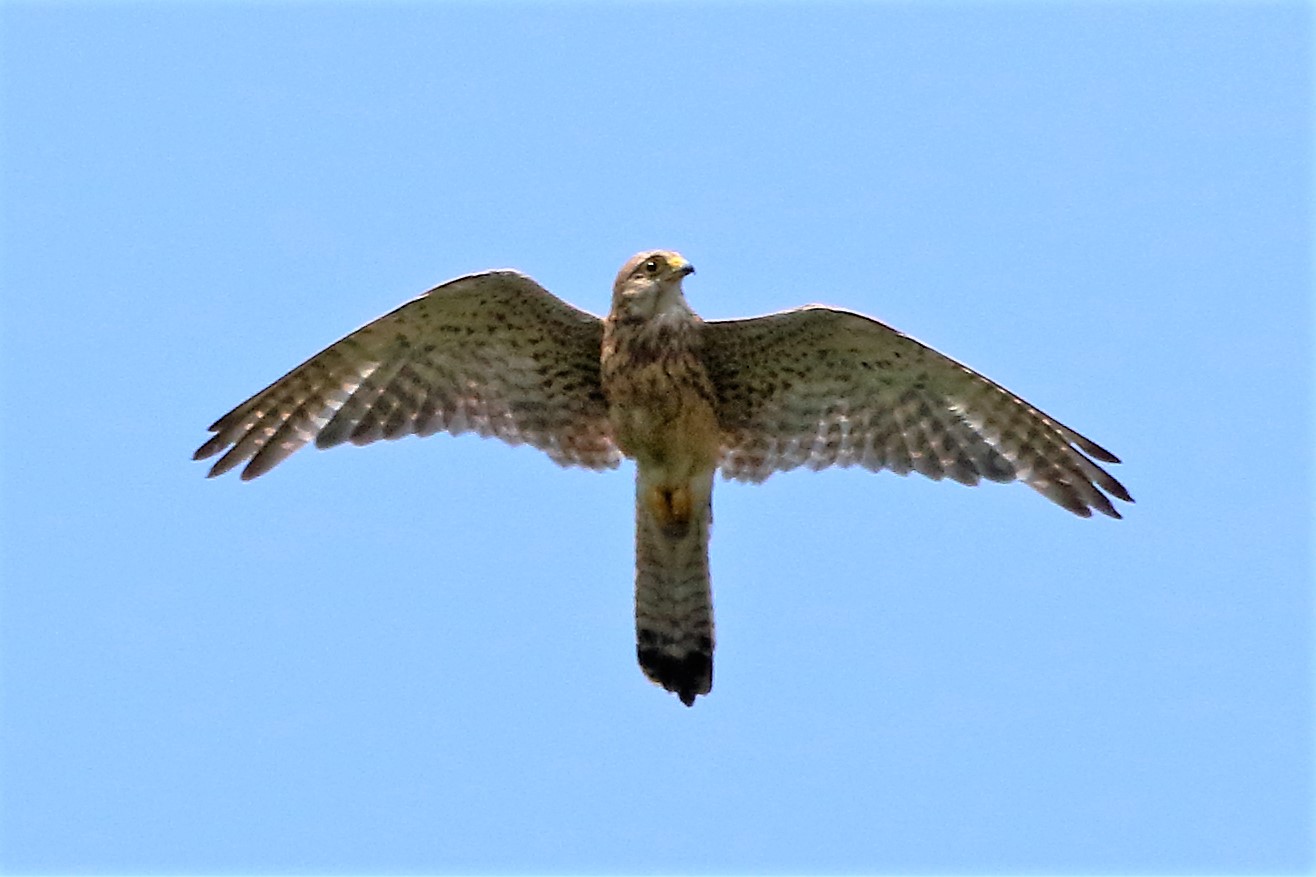 Kestrel