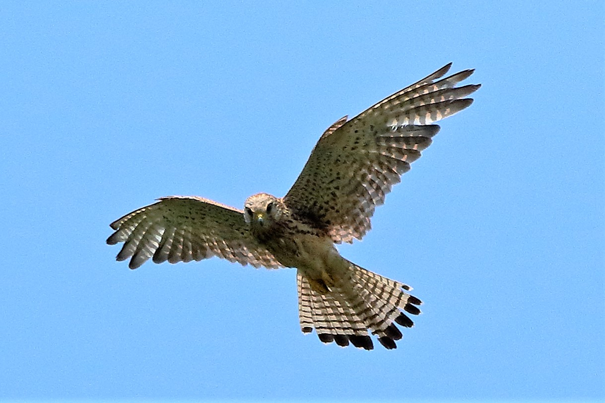 Kestrel