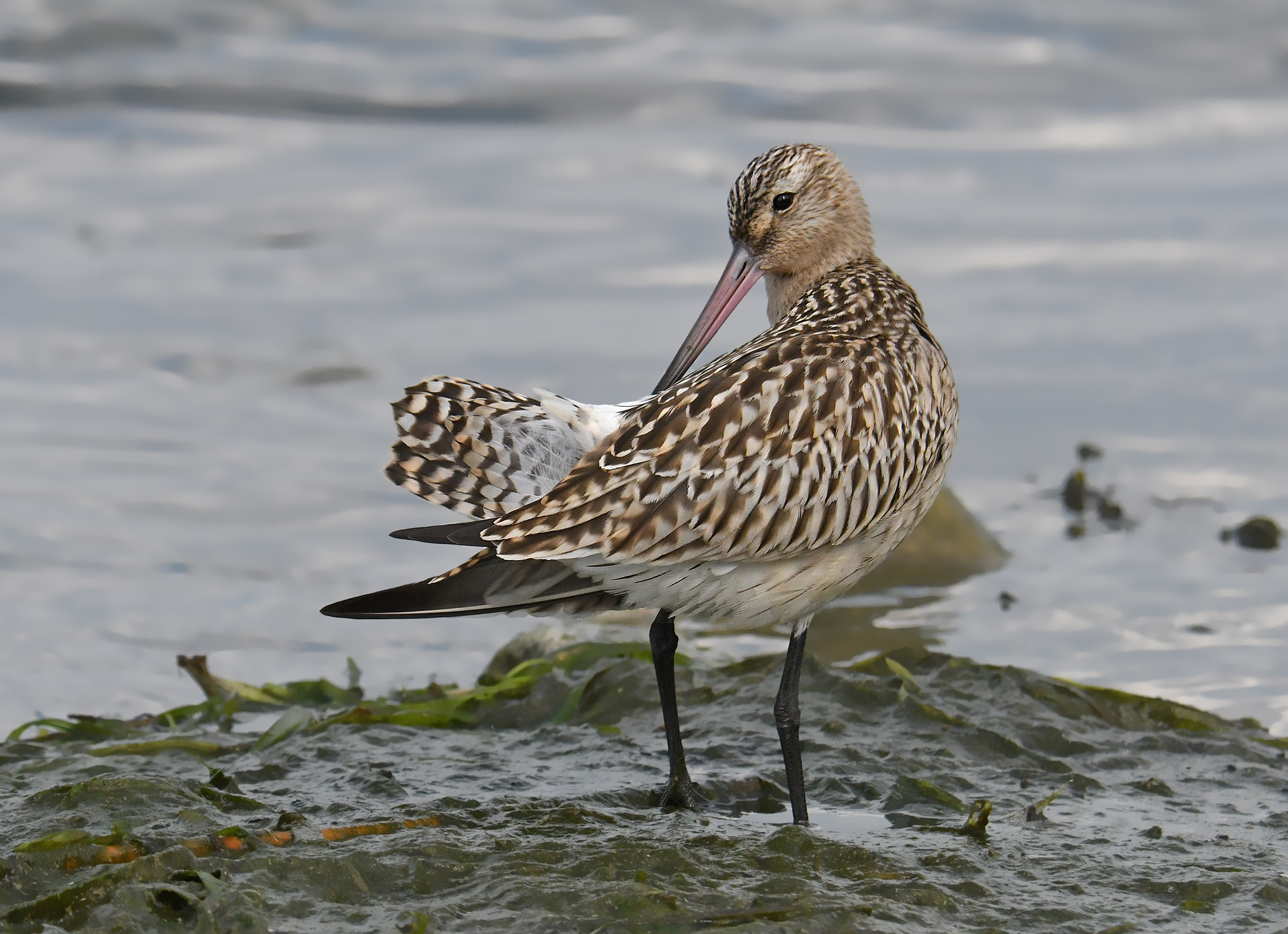 Bar-tailed godwit