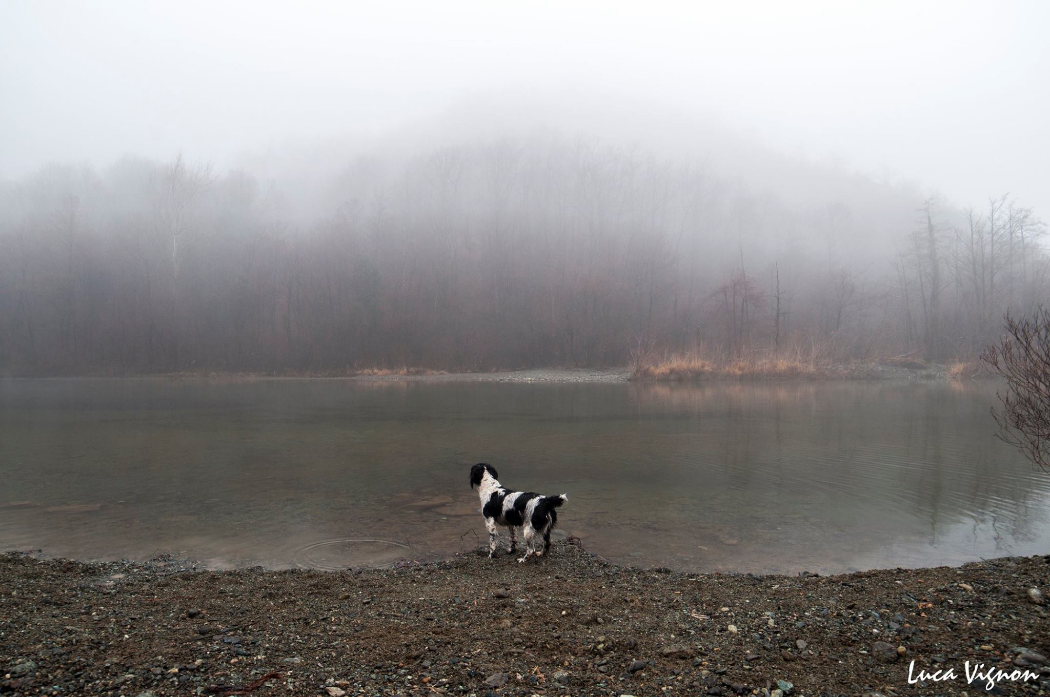 Fog Dog